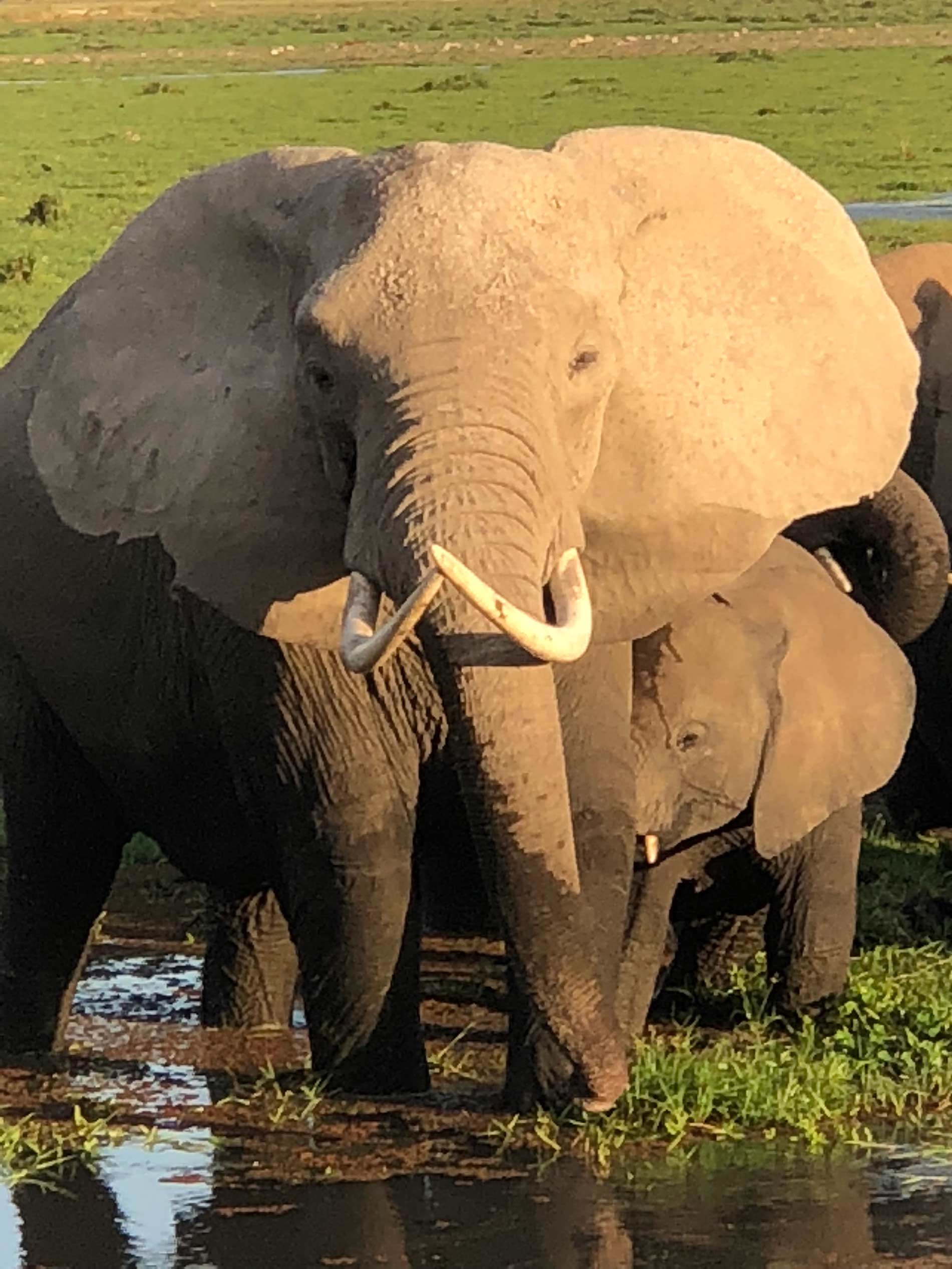 A herd of African elephants drinking at a waterhole
