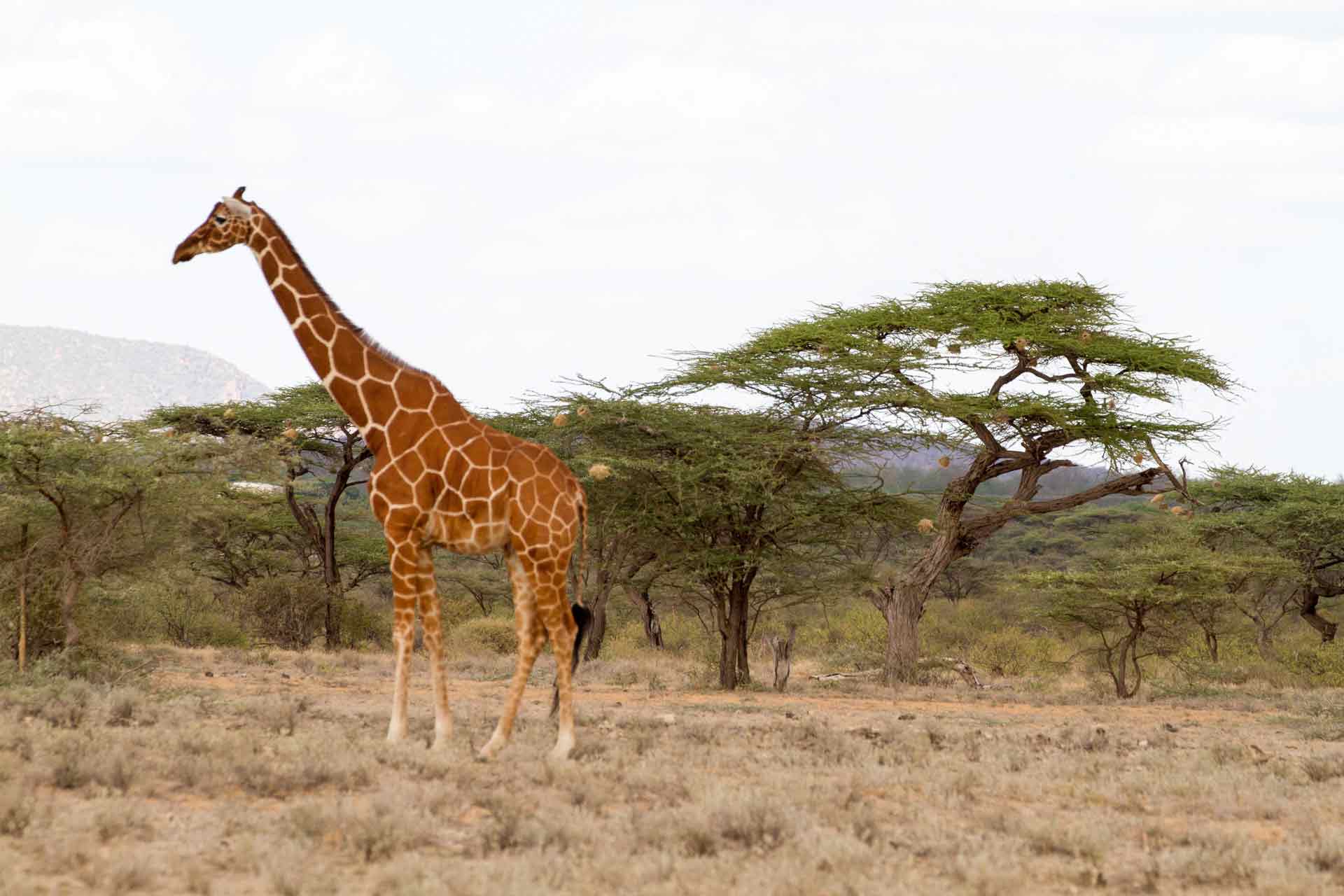 Reticulated giraffe (Giraffa camelopardalis reticulata), Buffalo Springs National Reserve, Kenya
