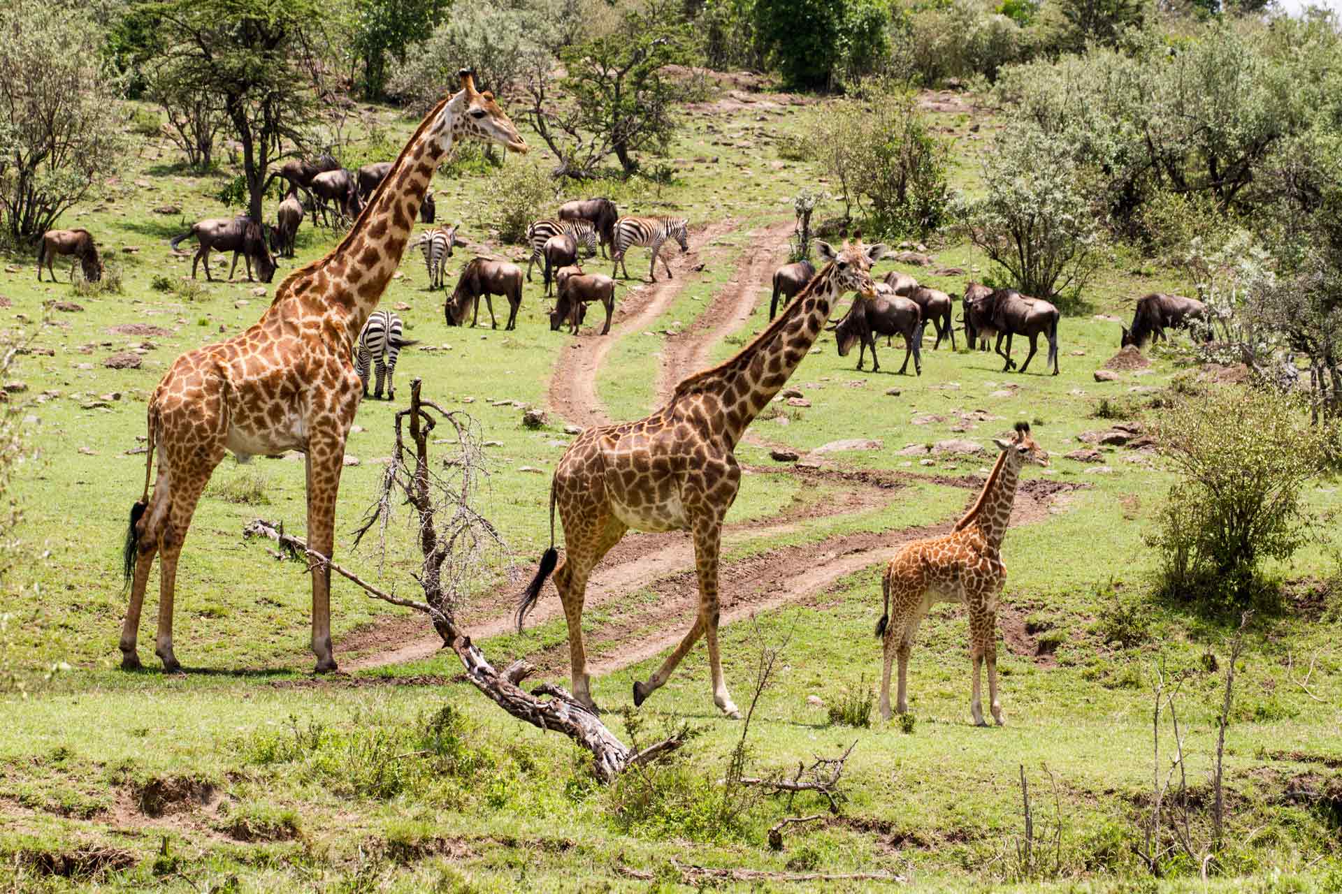 Masai Giraffes (Giraffa camelopardalis tippelskirchi), Mara North Conservancy, Kenya