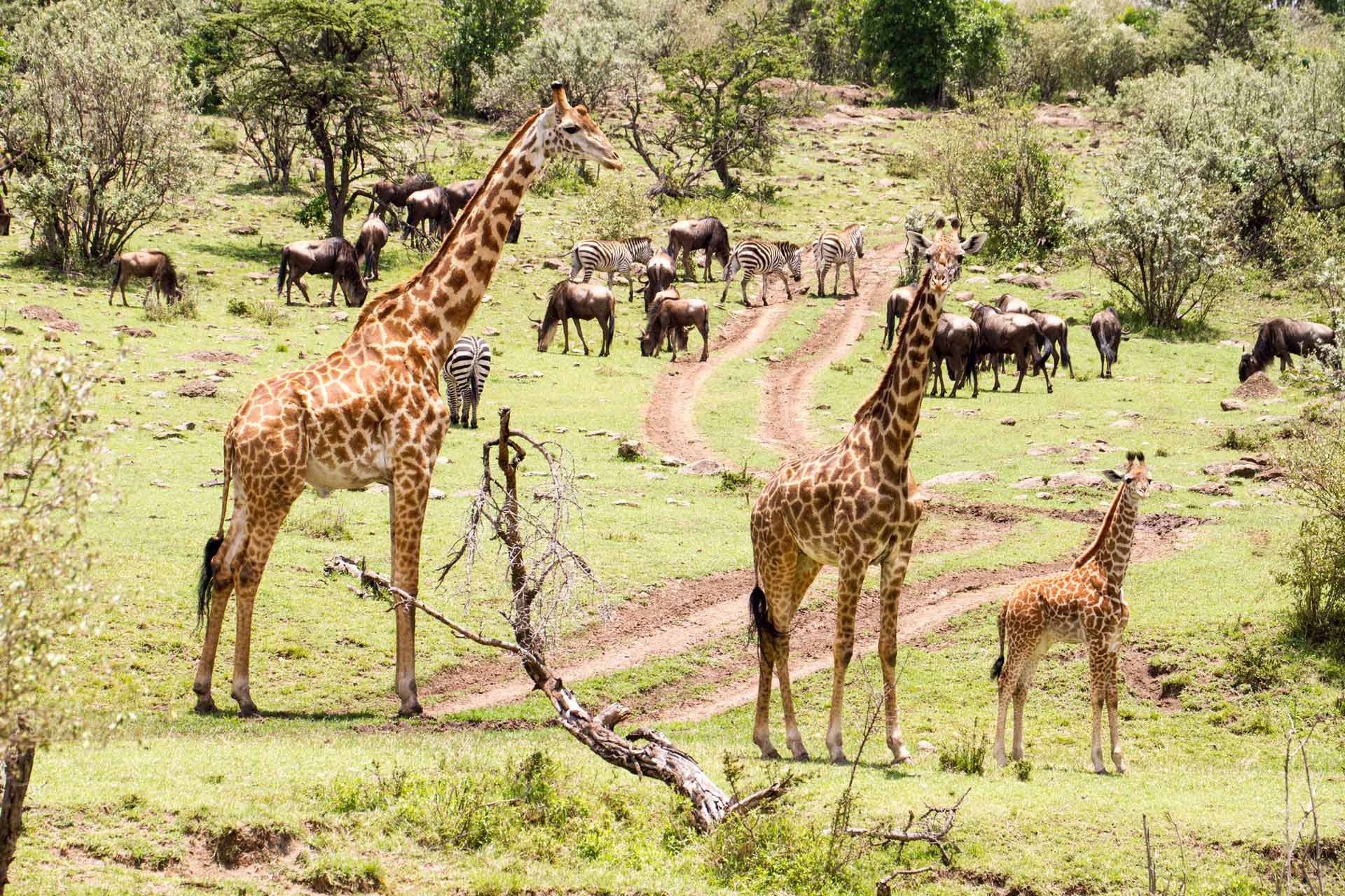 Kenya Uncovered Safari