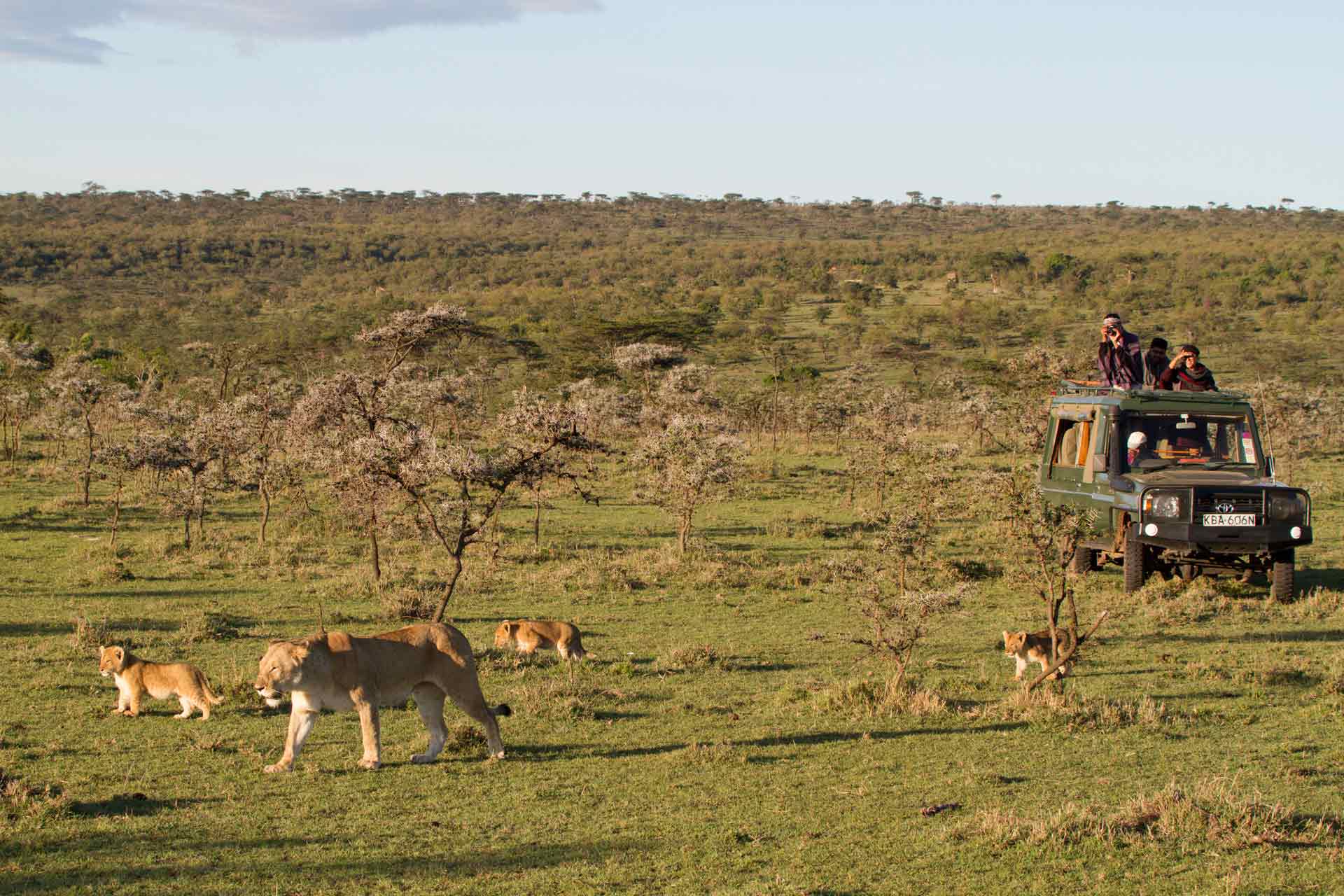 East African lioness (Panthera leo nubica) and her cubs being watched by people in a safari vehicle, Mara Naboisho Conservancy, Kenya