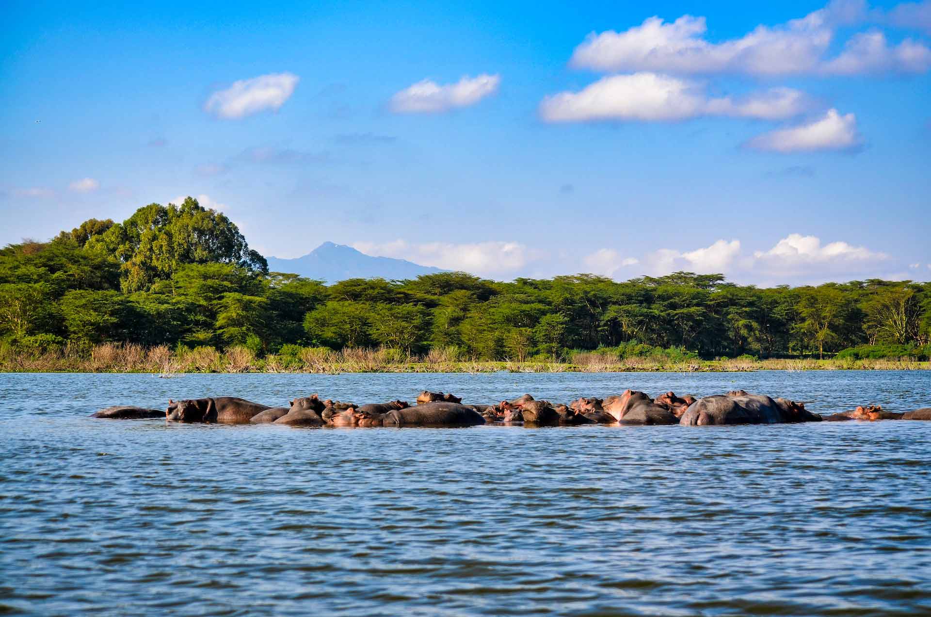 Beautiful scenes from a safari in the natural reserves. Lake Nakuru in Kenya
