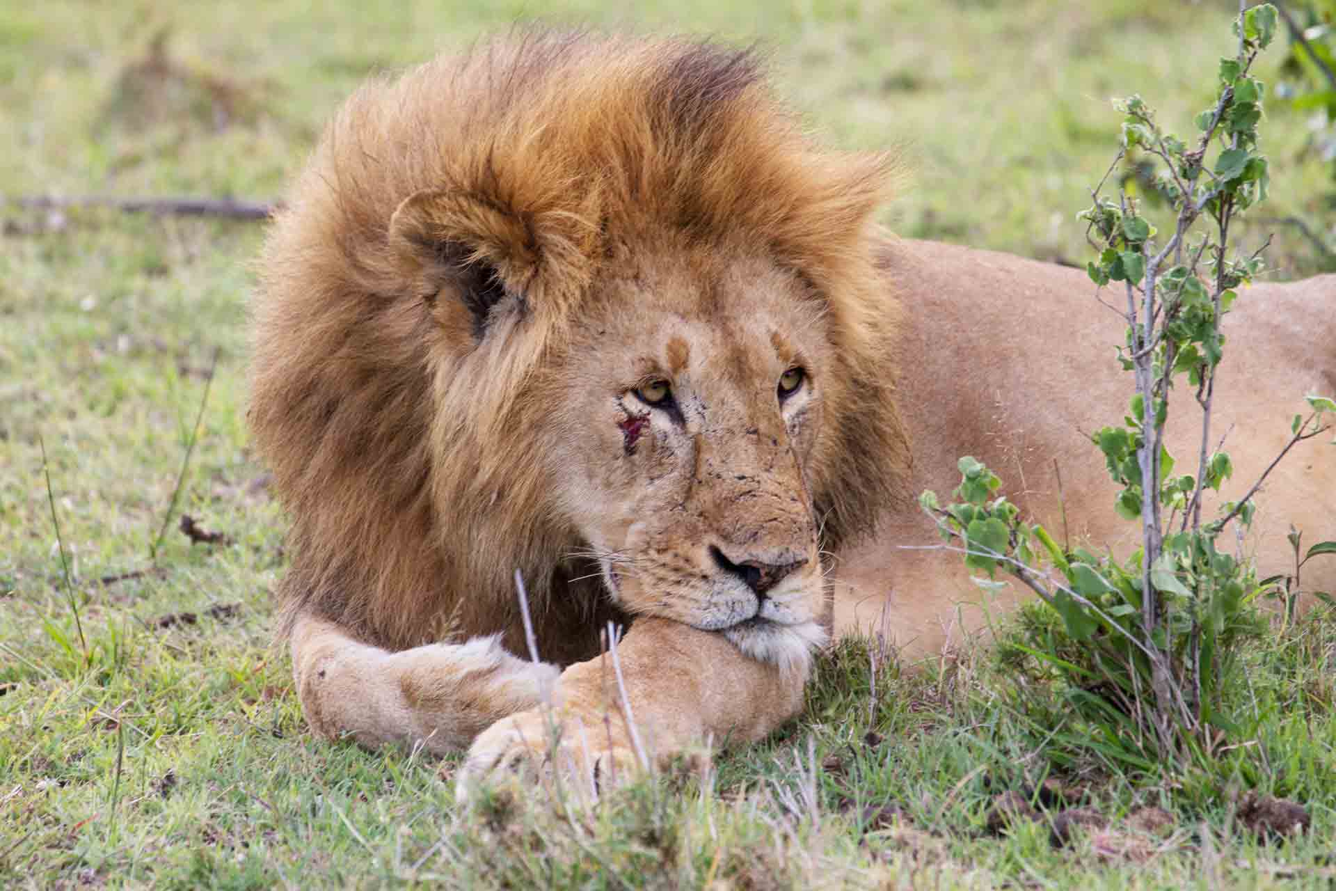Male East African lion (Panthera leo nubica), Mara Naboisho Conservancy, Kenya
