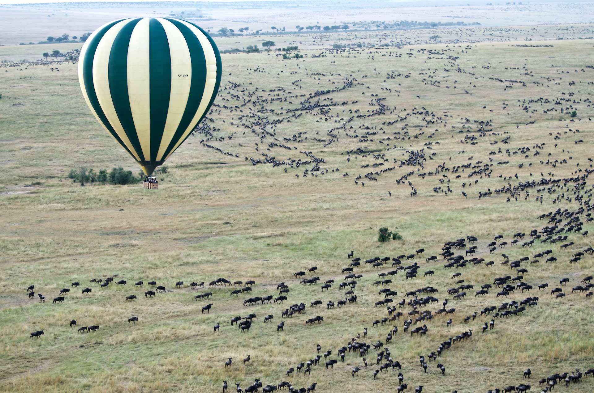 A lone hot air balloon over a herd of wildebeest over the Masai Mara in Kenya.