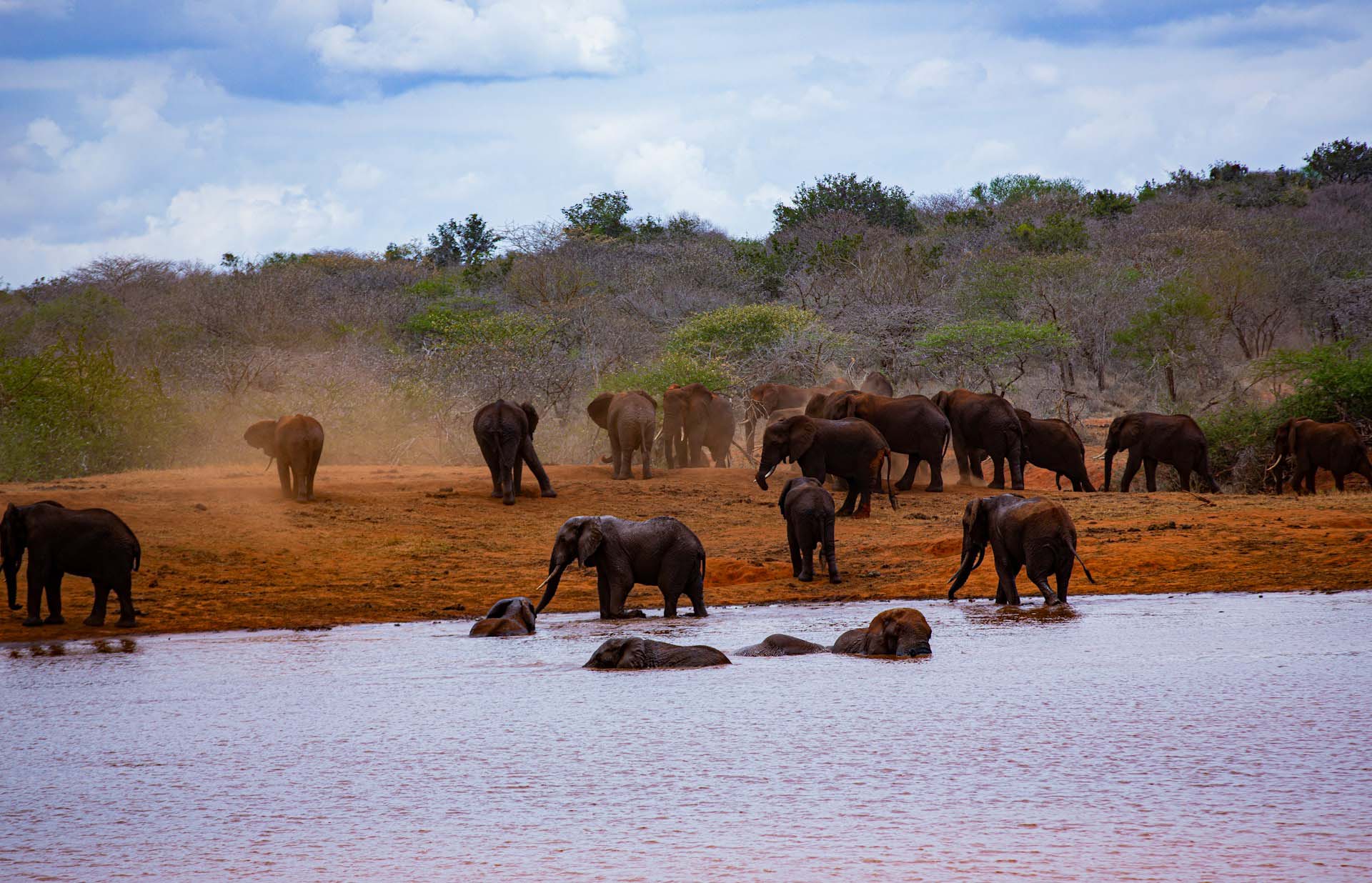 A herd of elephants at a watering hole in Mgeno Wildlife Conservancy, Tsavo National Park, Kenya