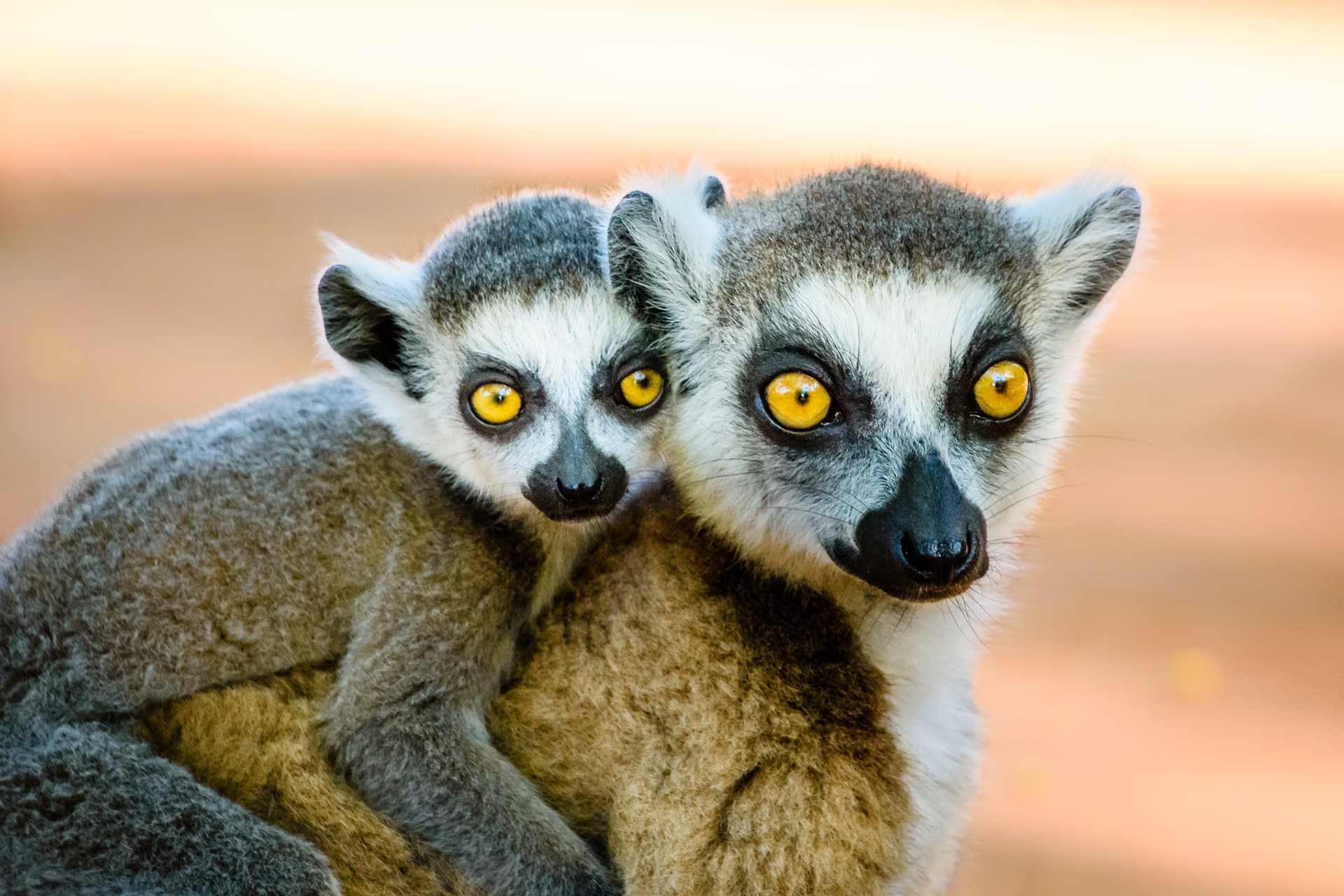 Endangered ring tailed lemur carrying cute baby on back looking in to camera. Berenty reserve Madagascar