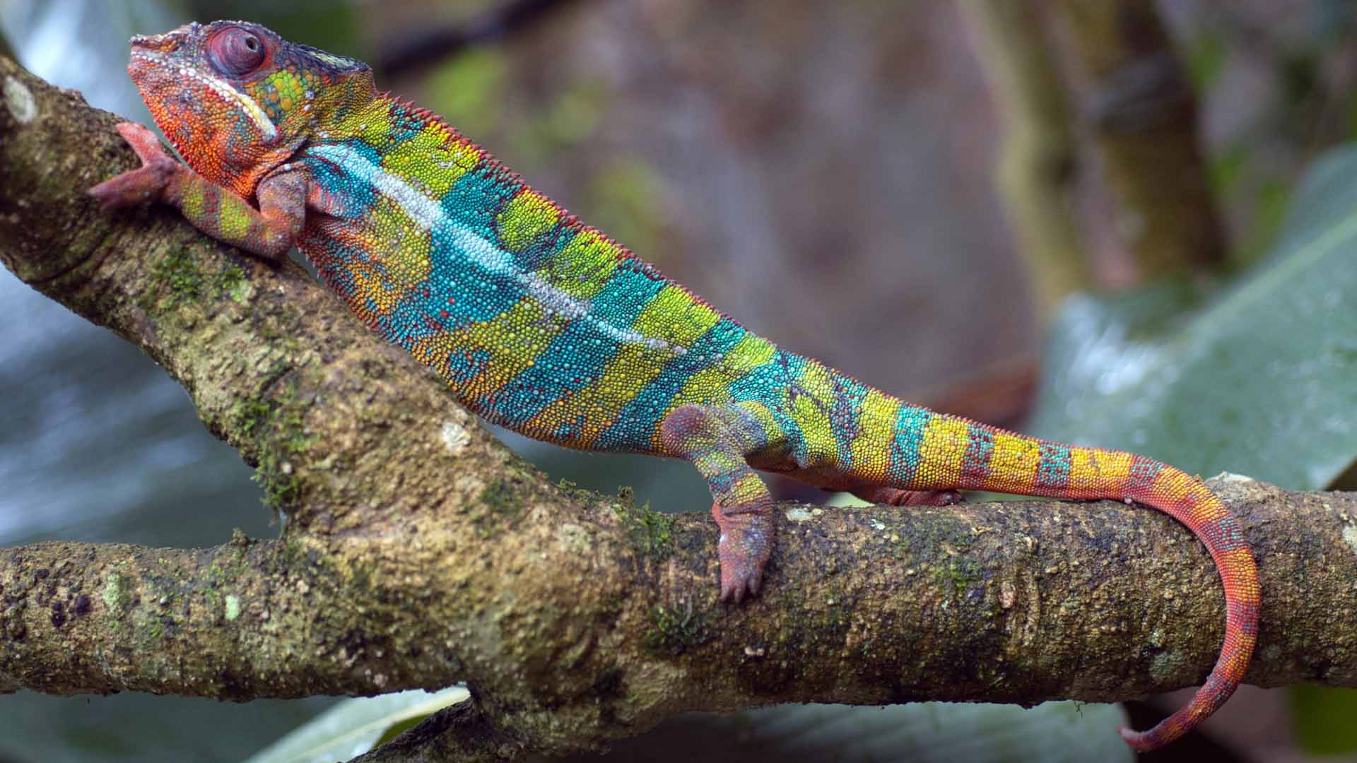 Juvenile Calumma fallax chameleon, an endemic species, Ranomafana National Park, Madagascar
