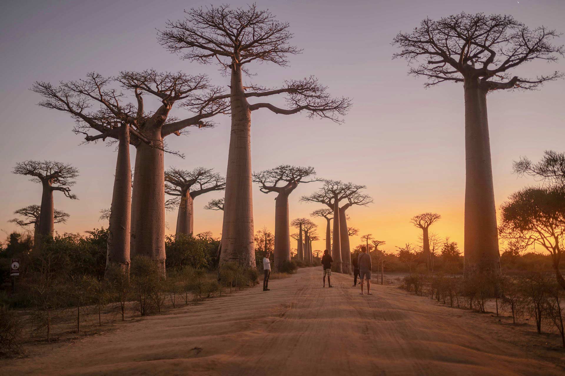 Beautiful alley of baobabs during sunrise in Morondava, Madagascar.