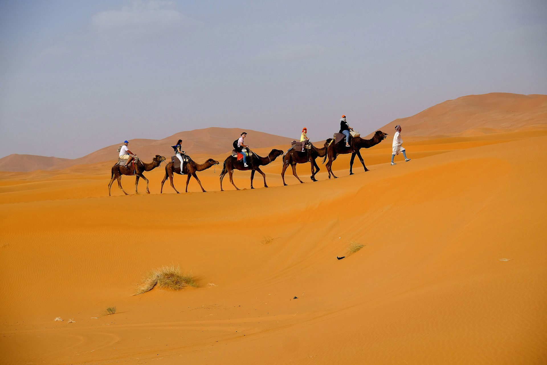 Desert of Merzouga in Morocco with some camels