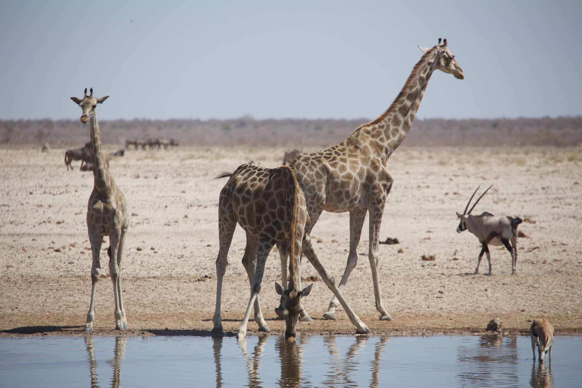 Giraffes and Oryx antelope drinking at a waterhole in the Etosha National Park, Namibia
