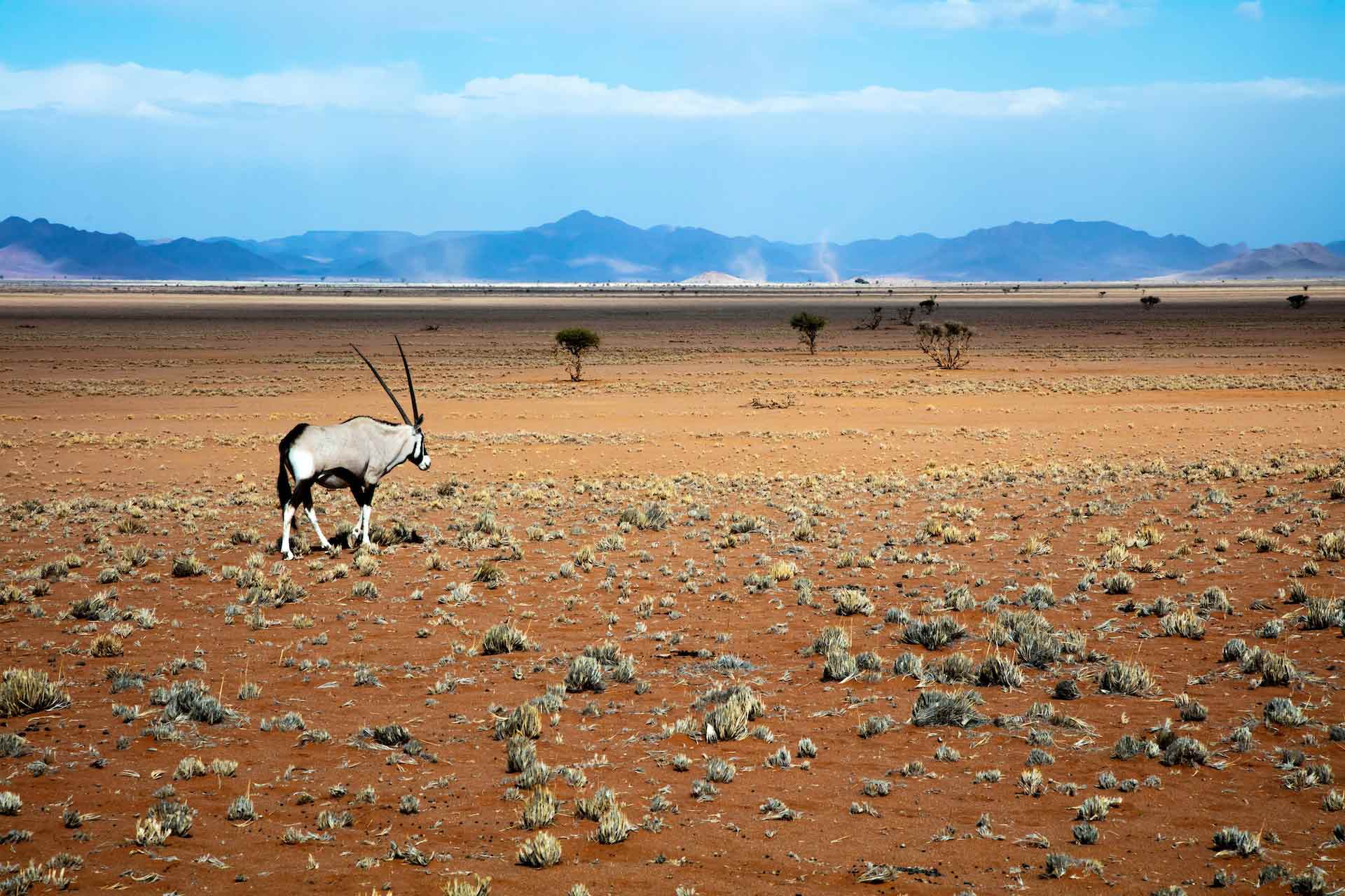 A solitary oryx standing still on top of a sand dune, Namib Desert, Namibia