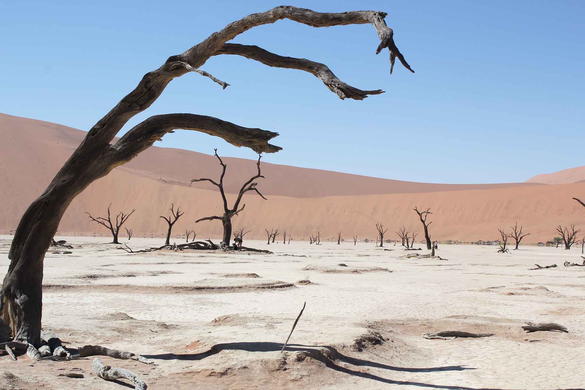 Dead acacia tree in Sossusvlei Pan in the Namib-Naukluft National Park