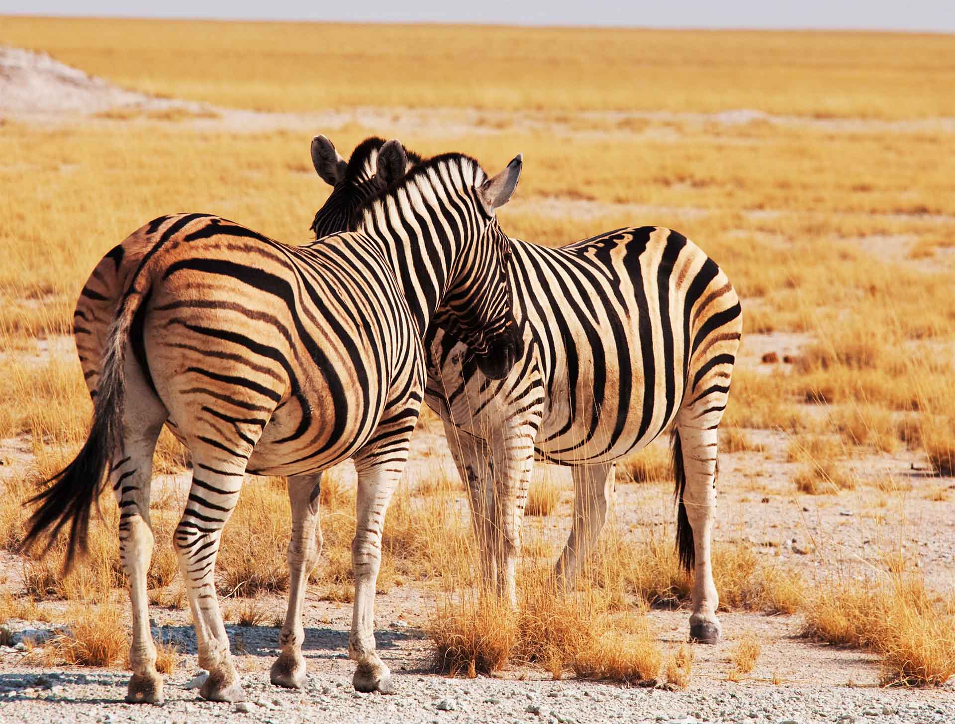 Zebras Etosha Nationalpark