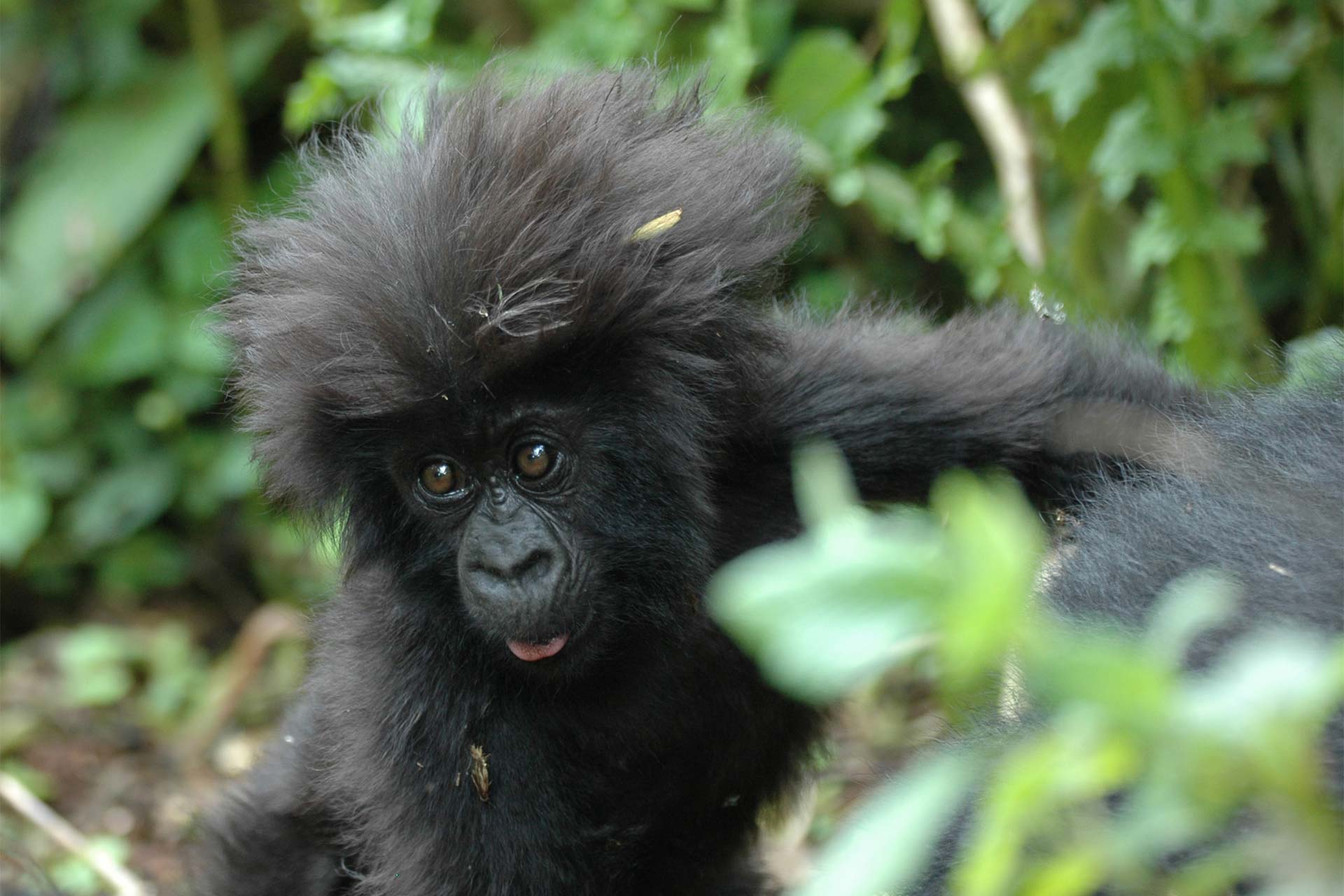 Rwanda Experience: Gorilla Trekking & Adventure Safari