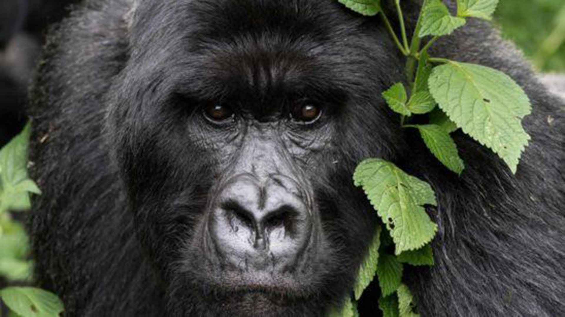 Mountain gorilla ape close-up portrait