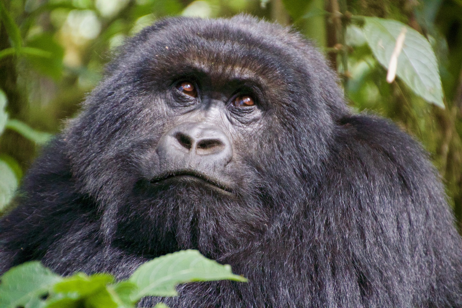 Rwanda: Gorillas and more
