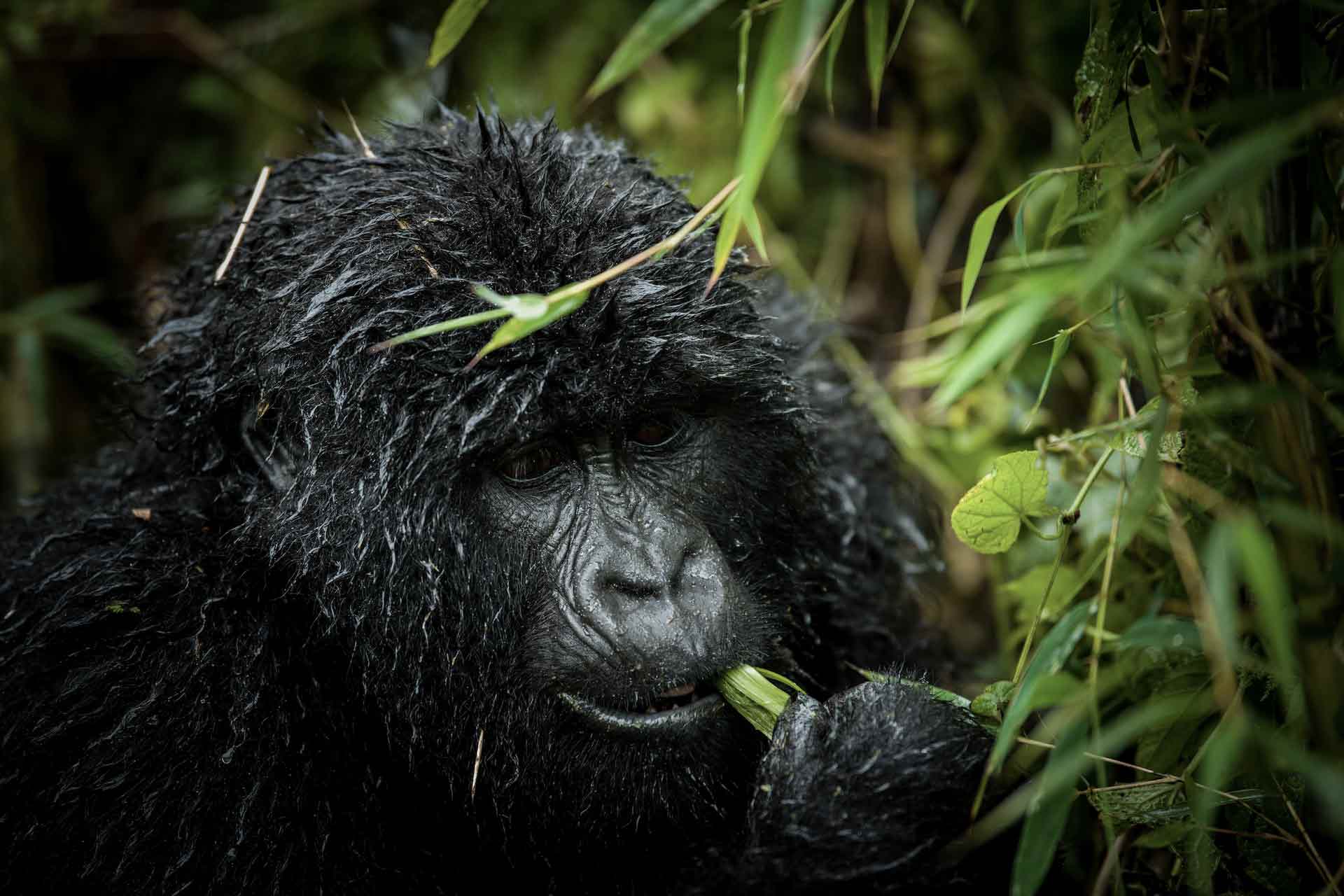 Gorilla eating in the wild, Rwanda