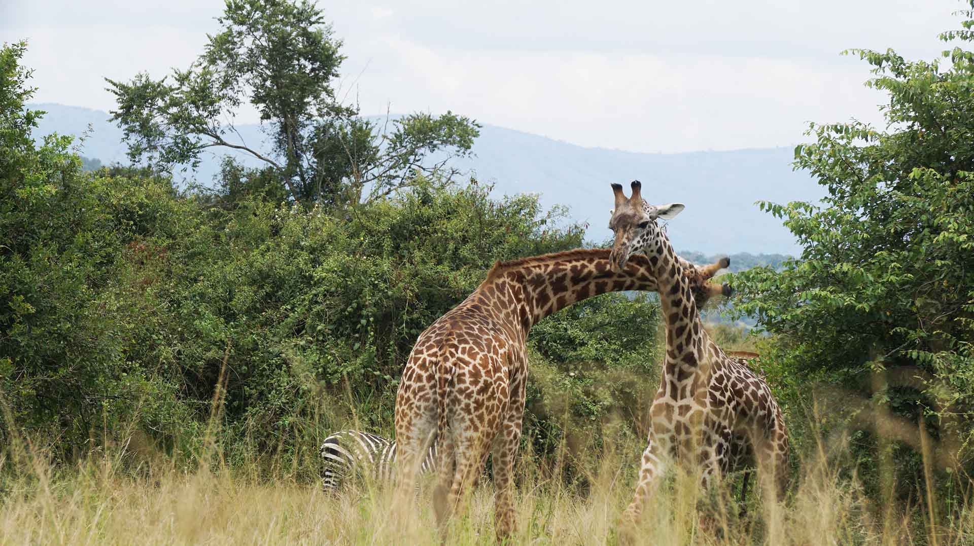 TGiraffes and Zebras together, Wildlife in Rwanda, Africa