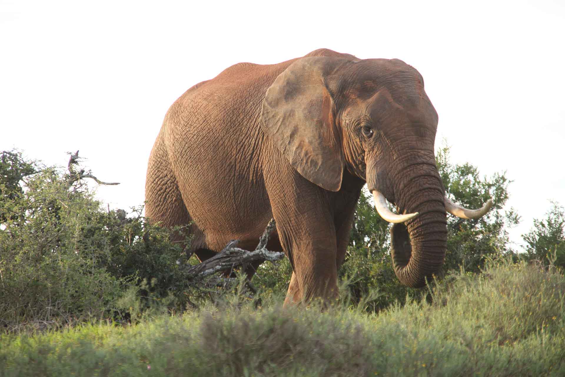 Addo Elephant National Park