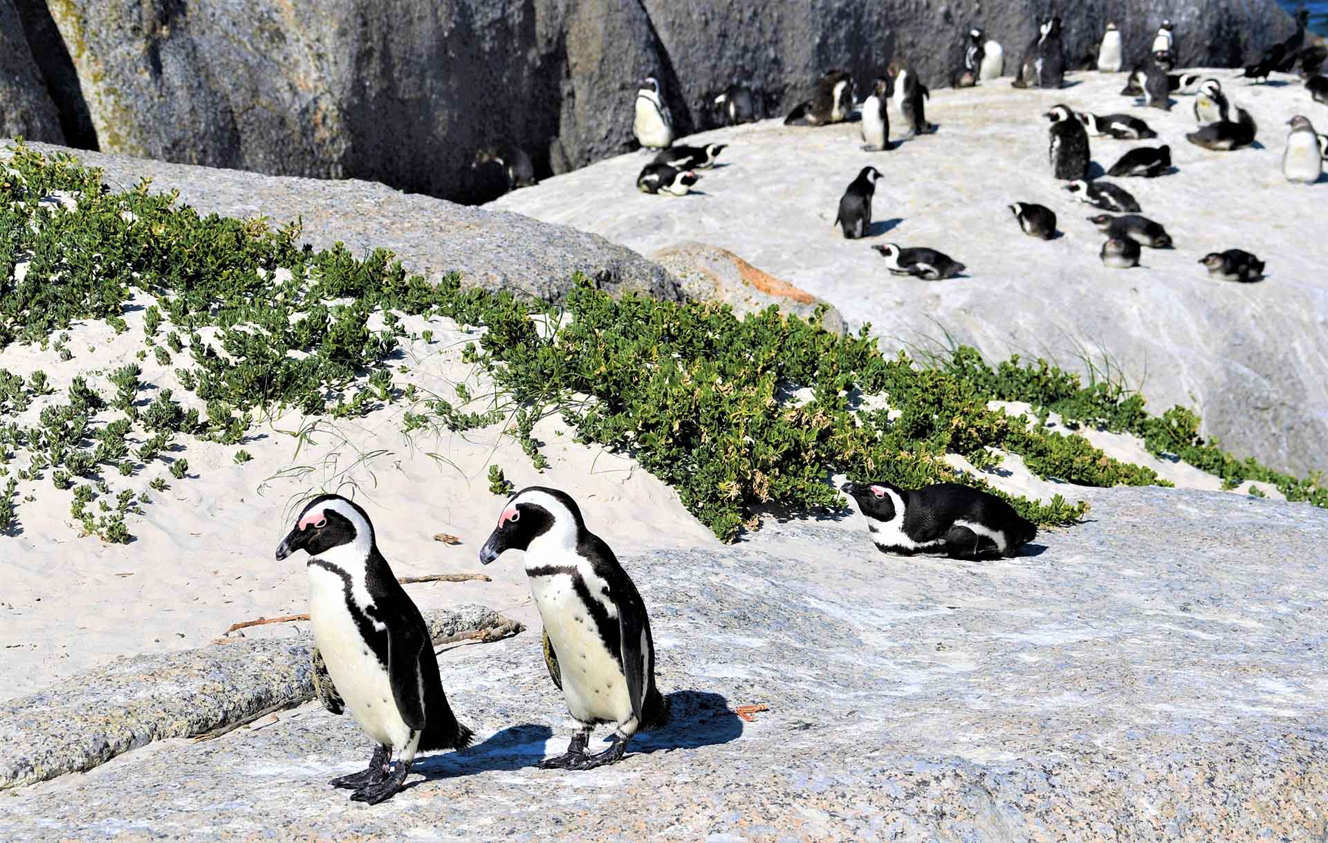 Penguin colonies of Boulders Beach