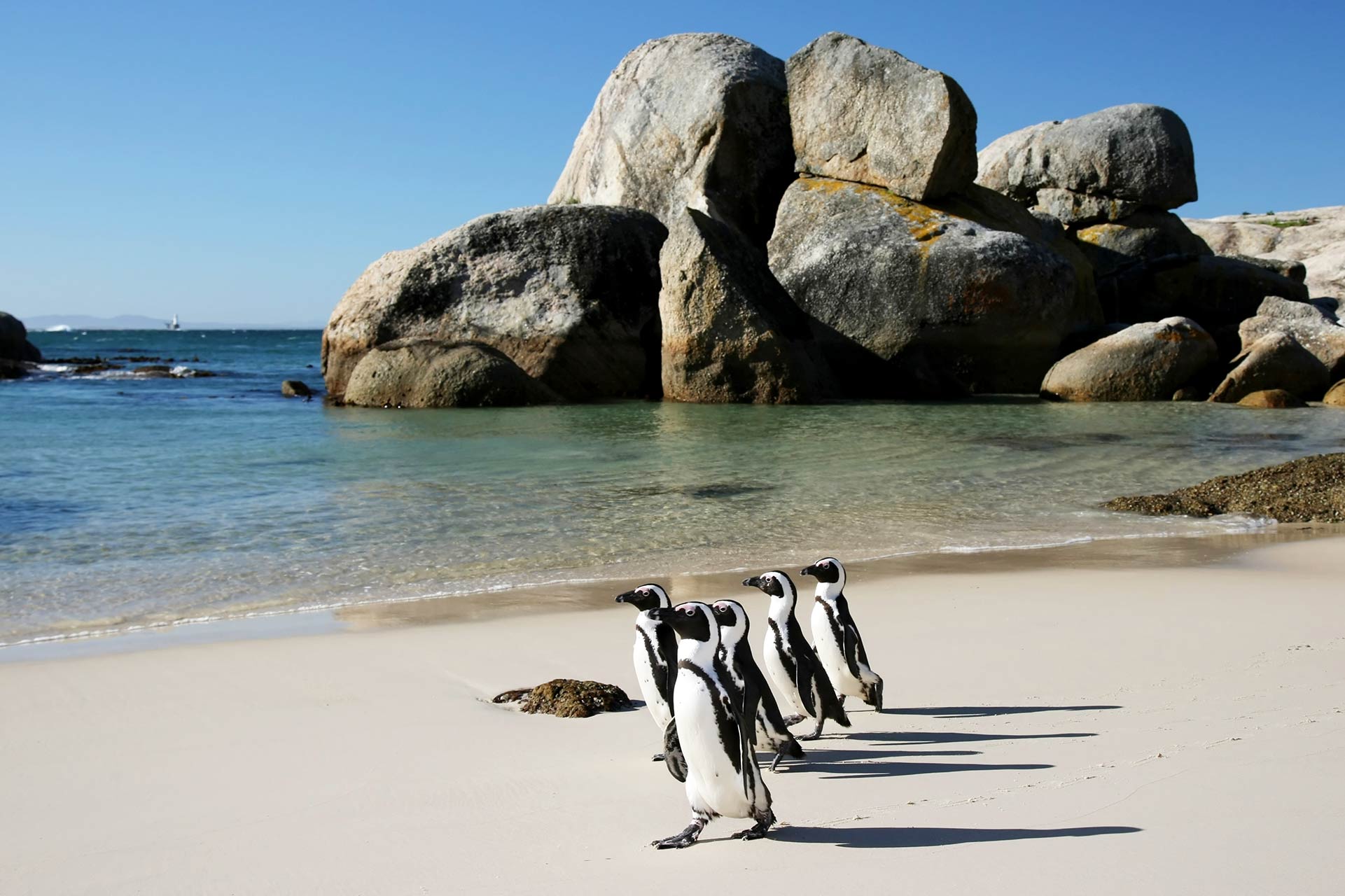 Penguins at boulders beach in Simons Town