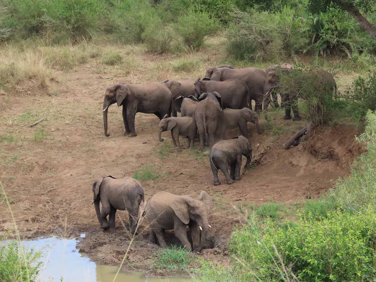Herd of elephant drinking at the water hole, Hluhluwe