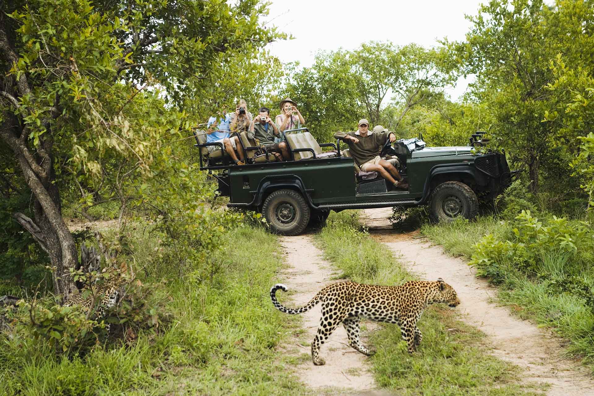 Leopard crossing road with tourists in jeep in background