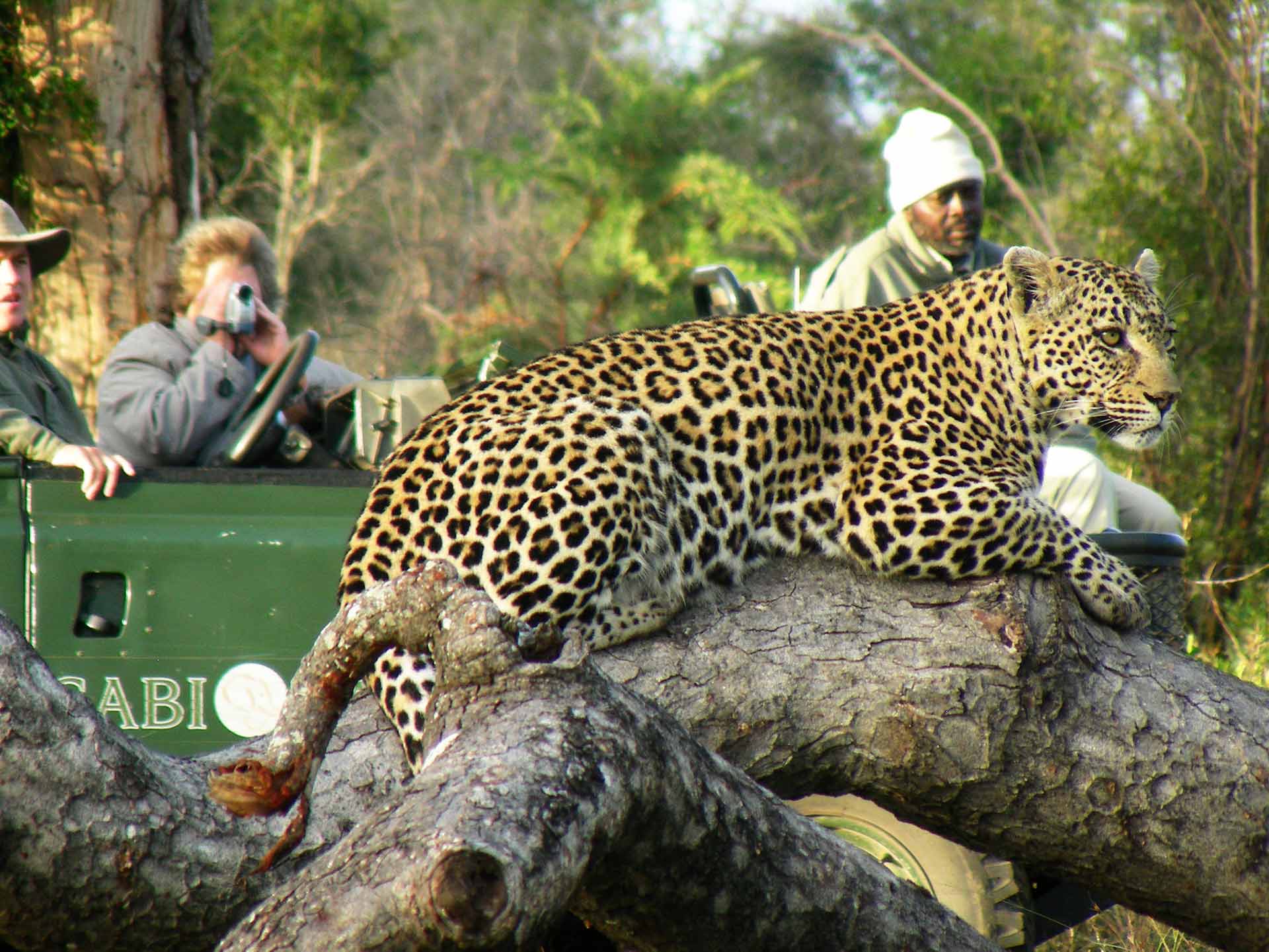 Leopard with tourists in jeep in background
