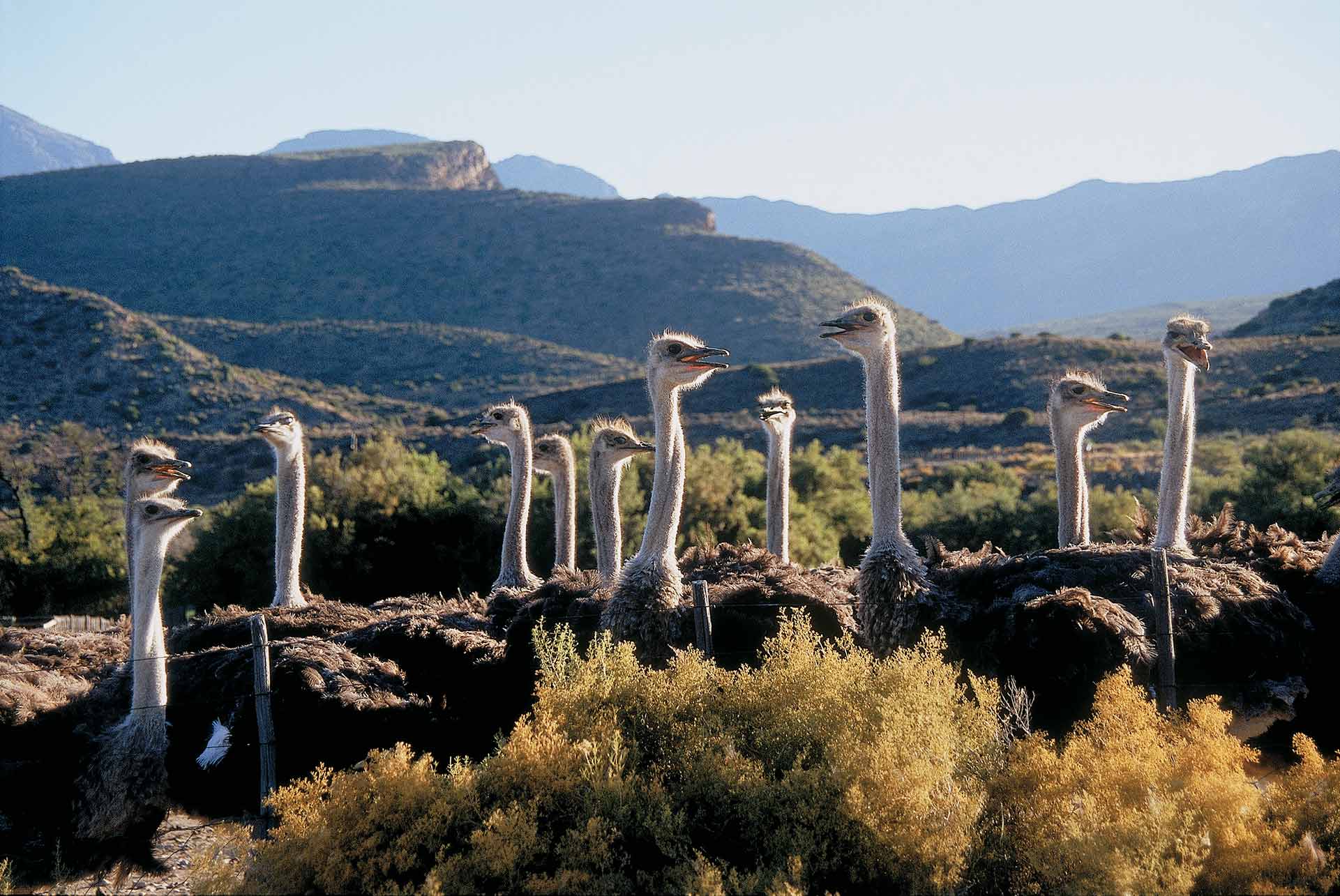 Ostrich farm near Oudtshoorn, South Africa