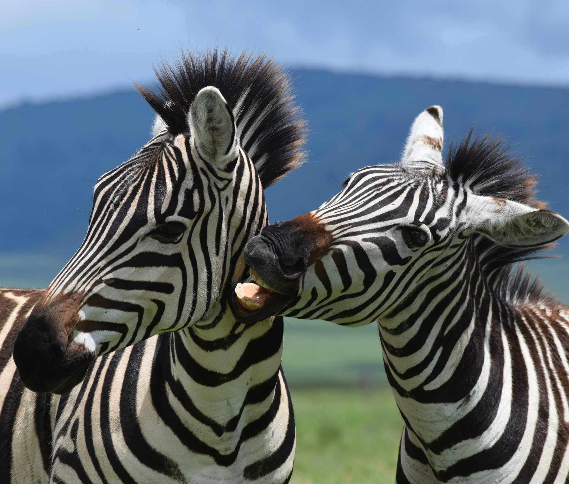 Zebras at Ngorongoro Crater, Tanzania