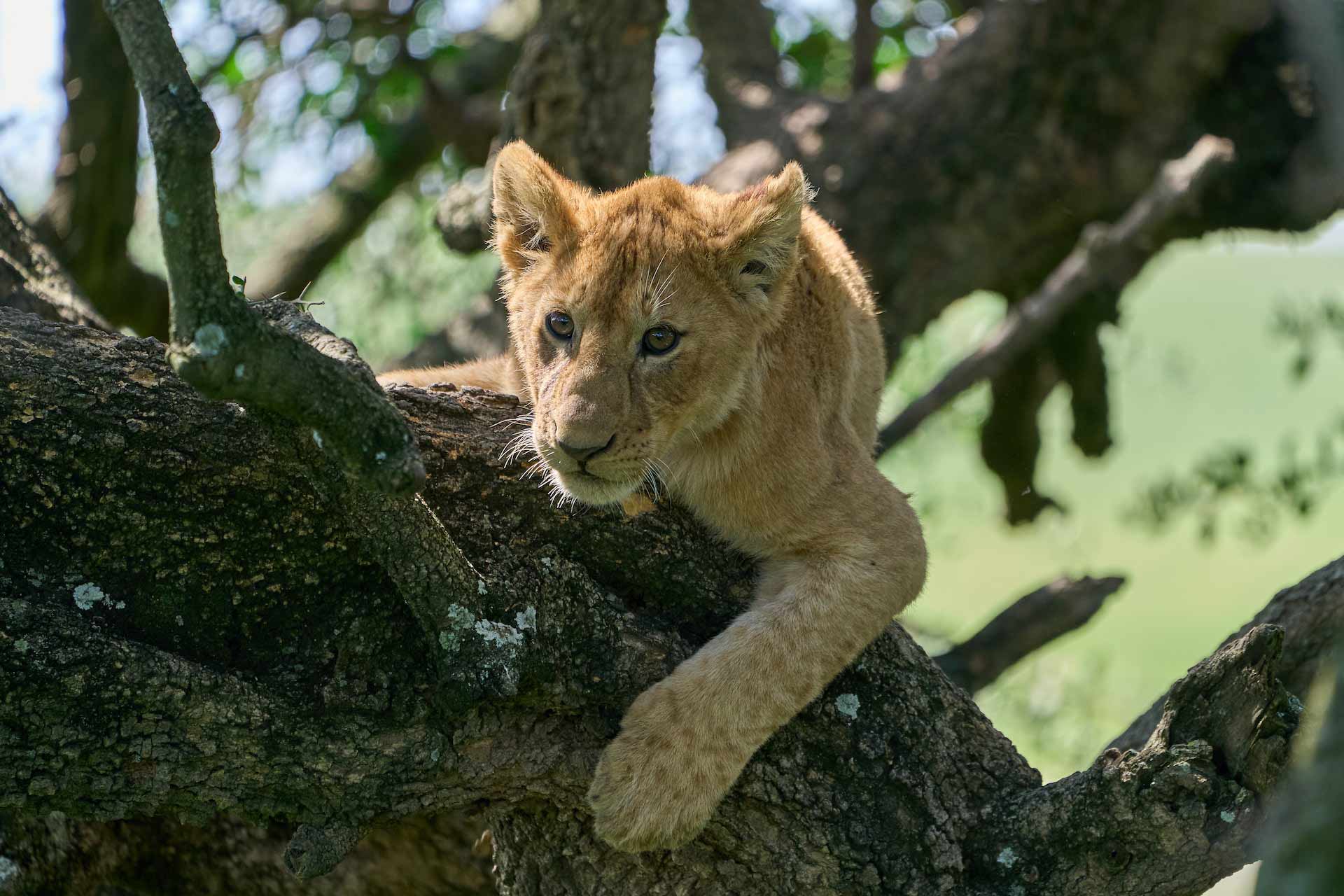 Baby lion on a tree in Ngorongoro Crater, Tanzania