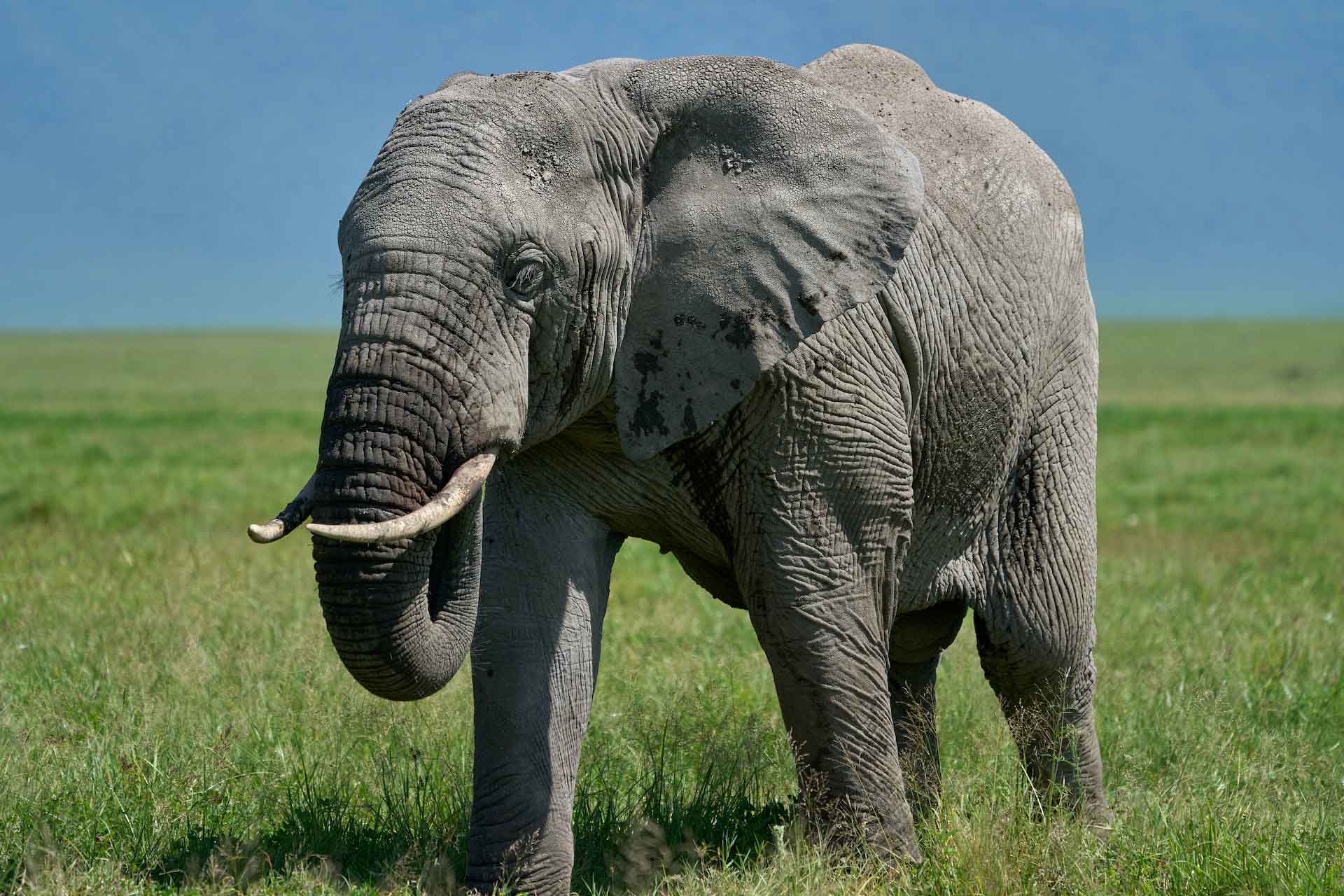 Elephant in Ngorongoro Crater, Tanzania