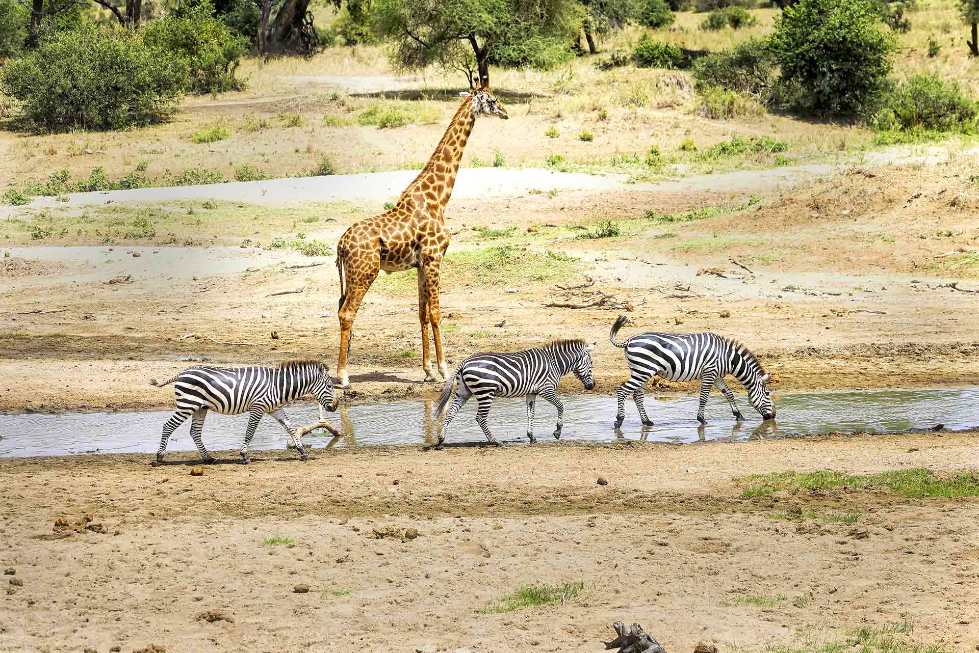 A giraffe stands by as three zebra walk by