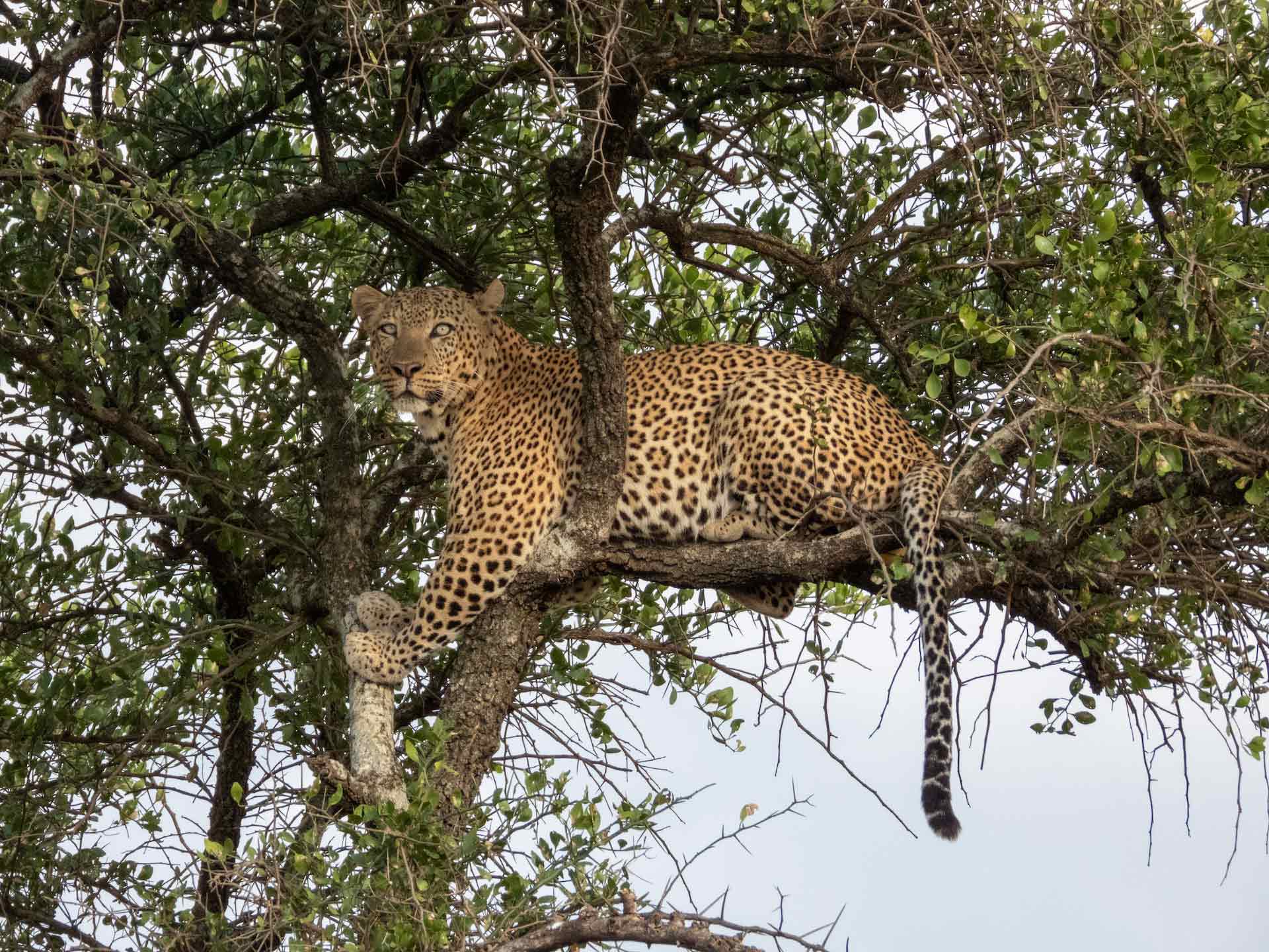 African leopard in tree, Serengeti National Park, Tanzania