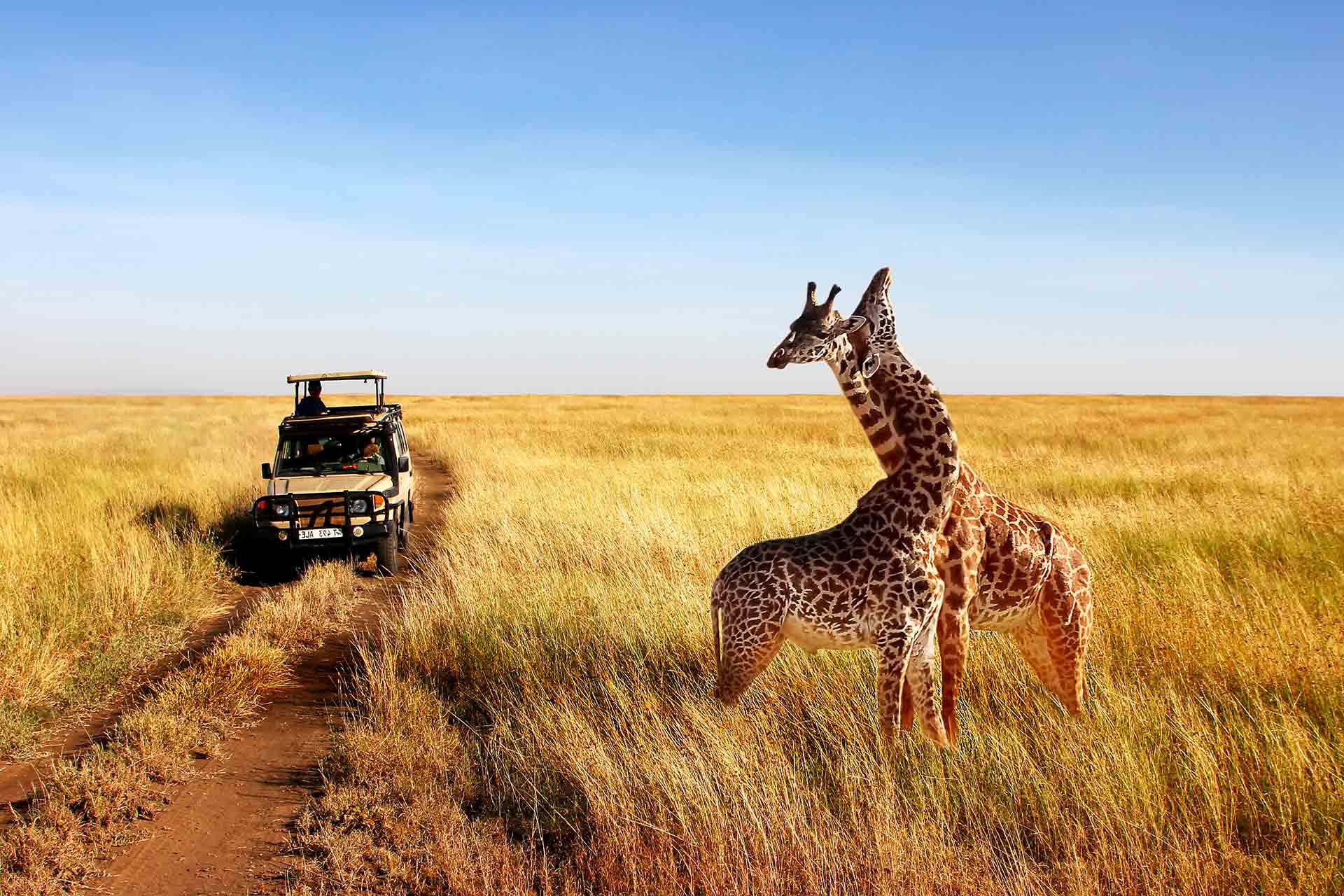 Wild giraffes in african savannah. Tanzania. National park Serengeti.