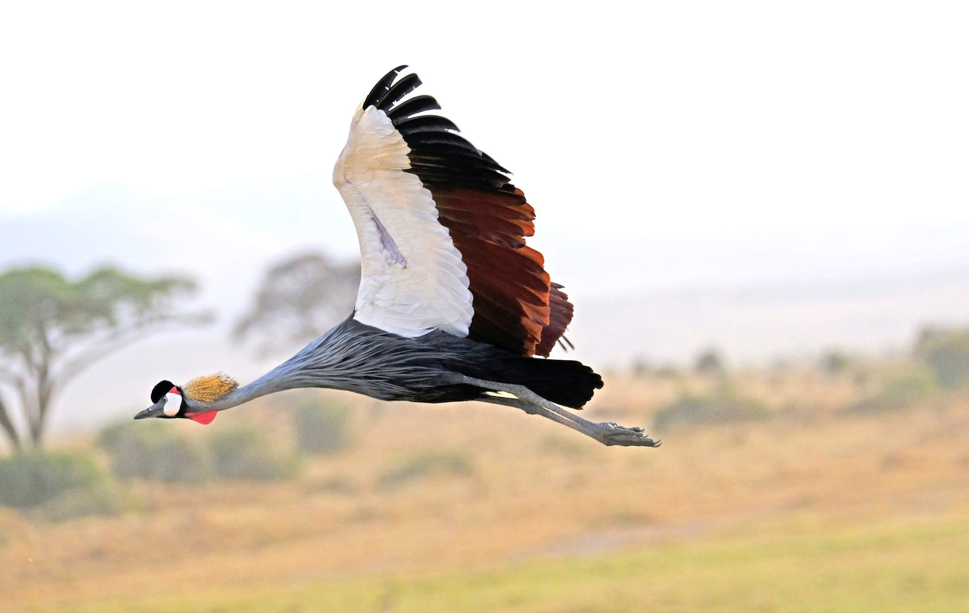 Crested Crane, Tanzania