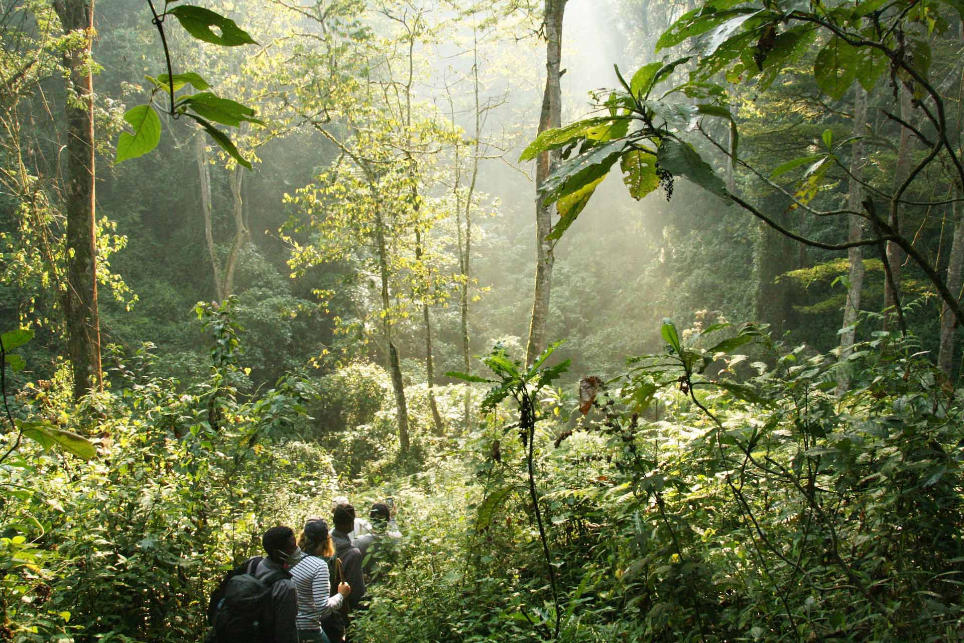 Bwindi Impenetrable Forest