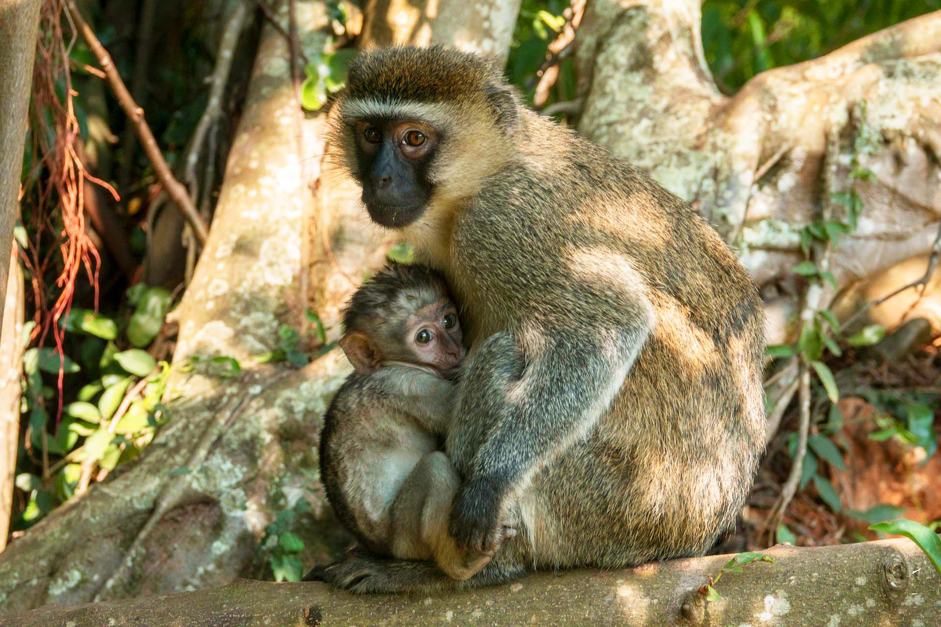 Vervet monkey, Curatic Botanic Gardens, Entebbe, Uganda