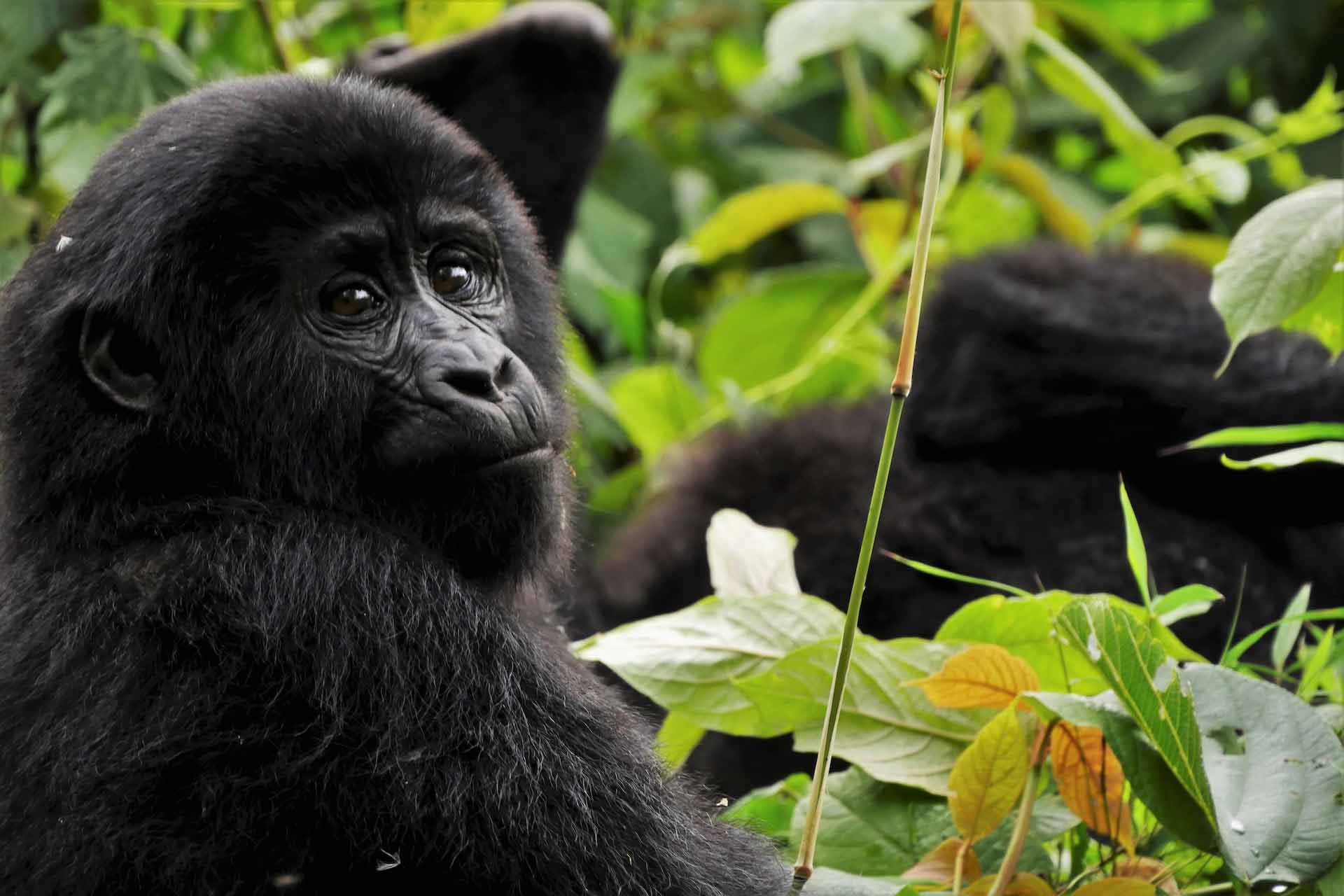 Gorilla sitting in the rainforest of Uganda