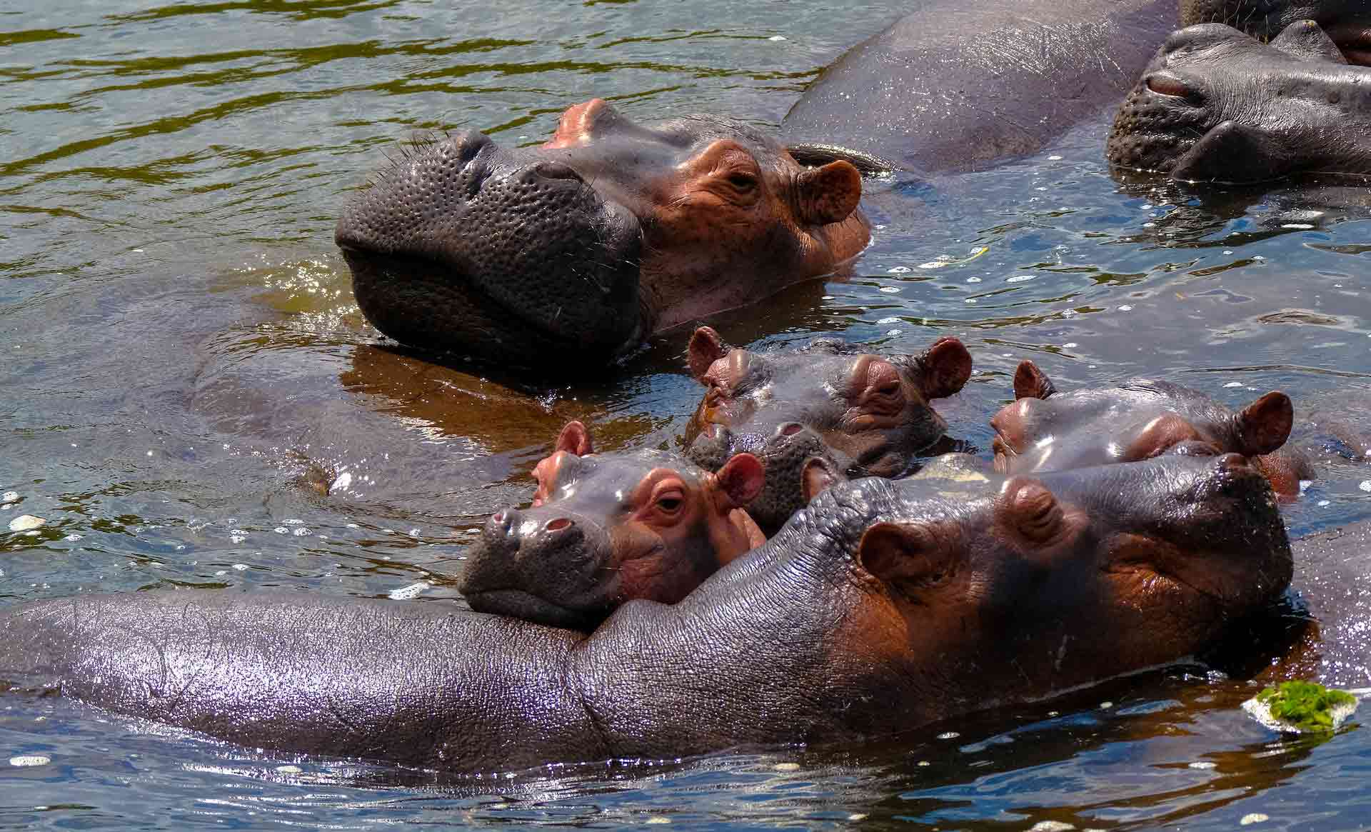 Hippos enjoying the water, Uganda