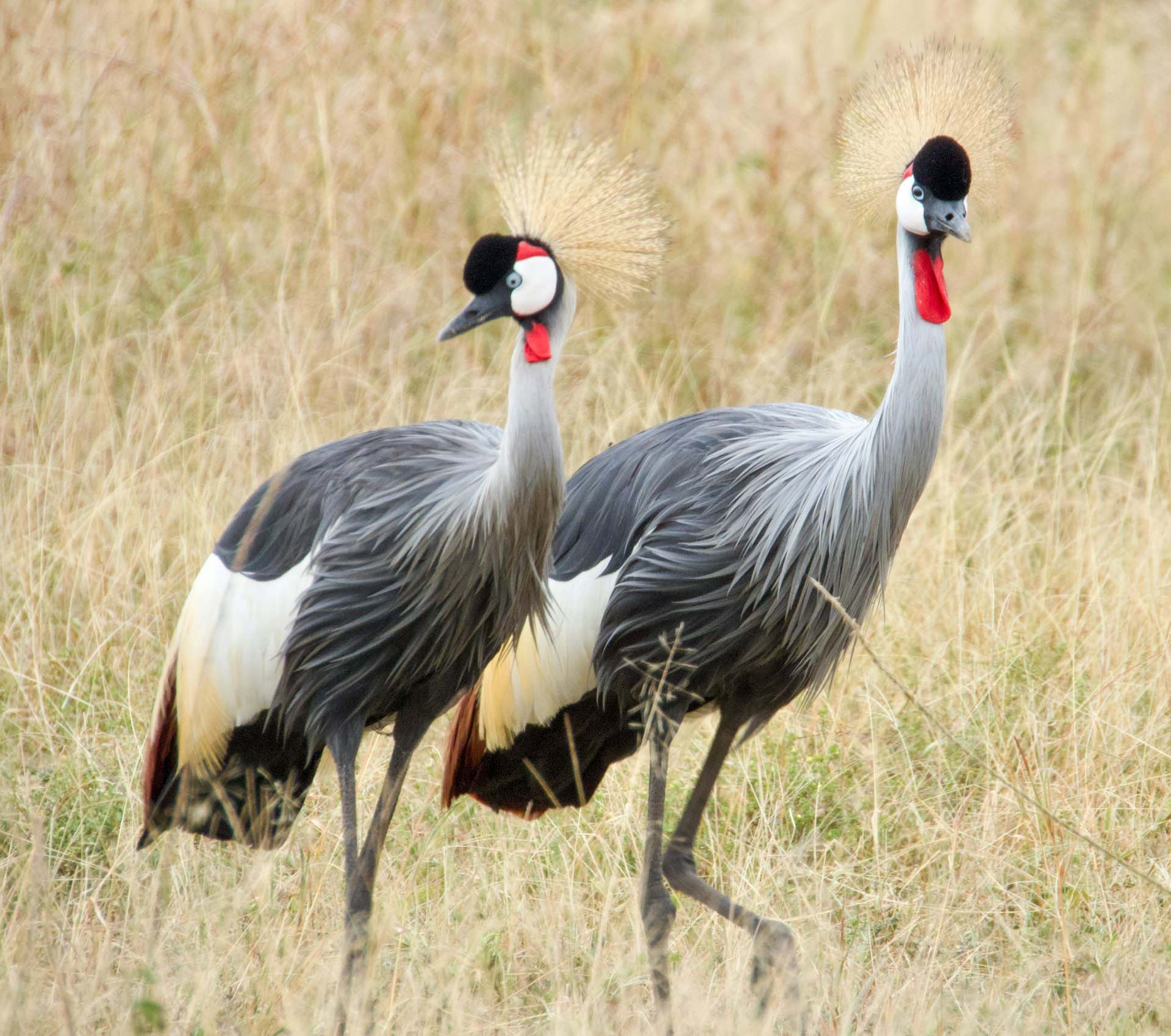 Grey Crowned Crane, the national bird of Uganda