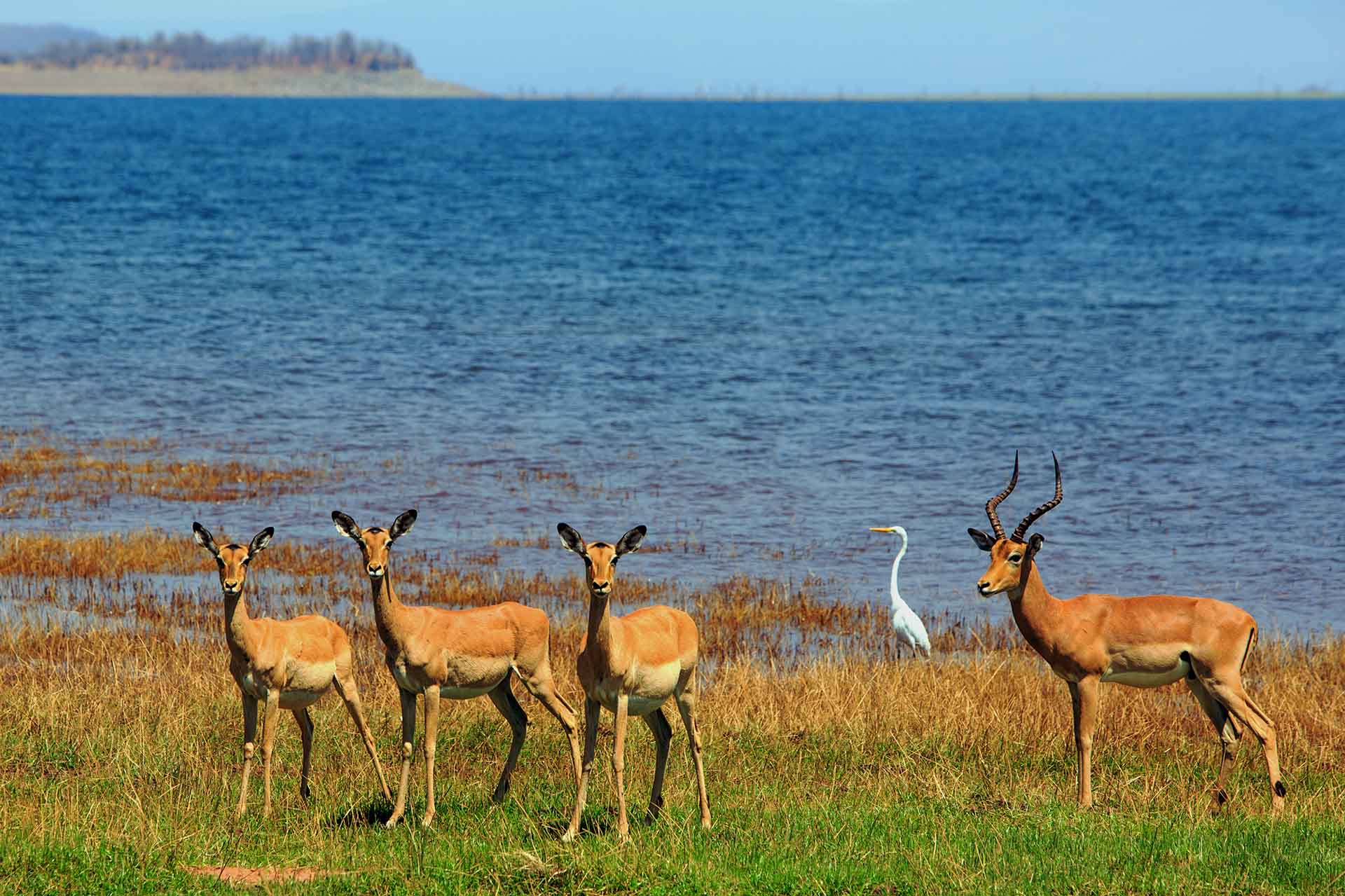 Herd of Impala and a Catle Egret on the shoreline of Lake Kariba