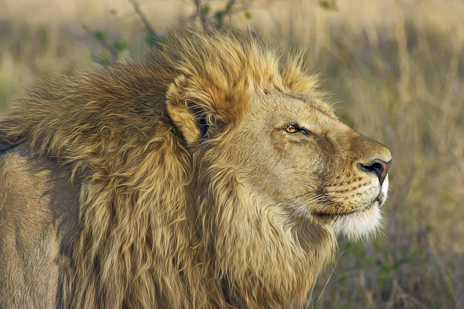 Lion in Hwange National Park