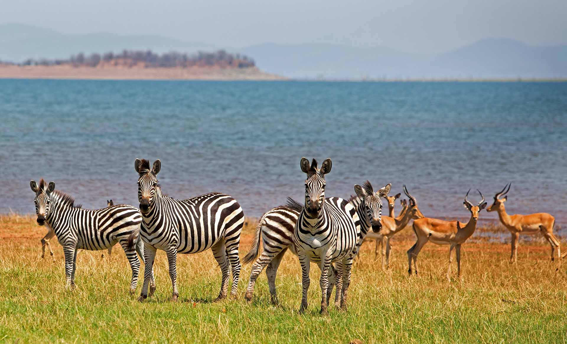 Zebras and Impala standing on the lush plains in National Park on the edge of Lake Kariba, Zimbabwe