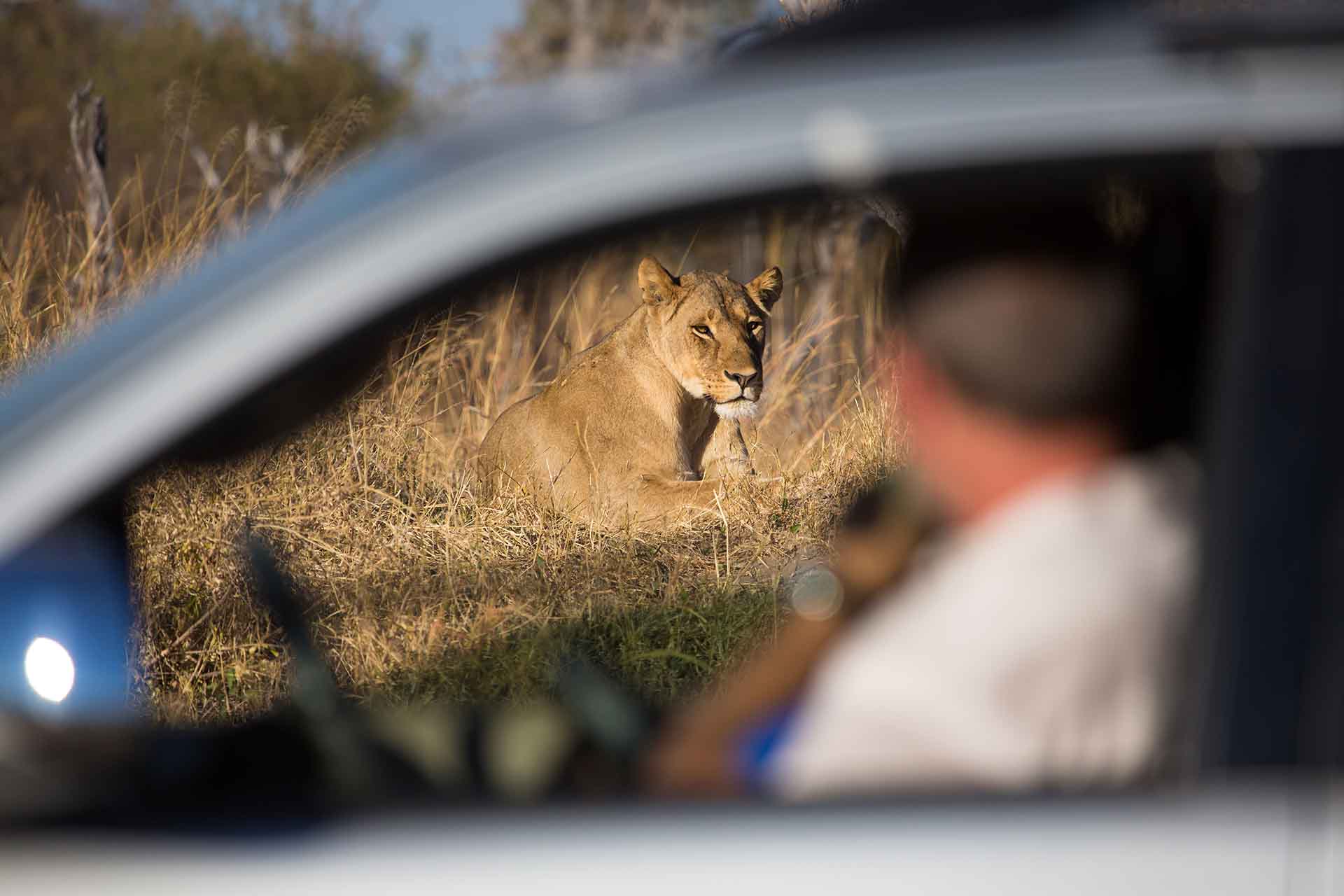 An out-of-focus tourist watching an in-focus lioness resting on a rise in dry grass through a car window at Hwange National Park, Zimbabwe
