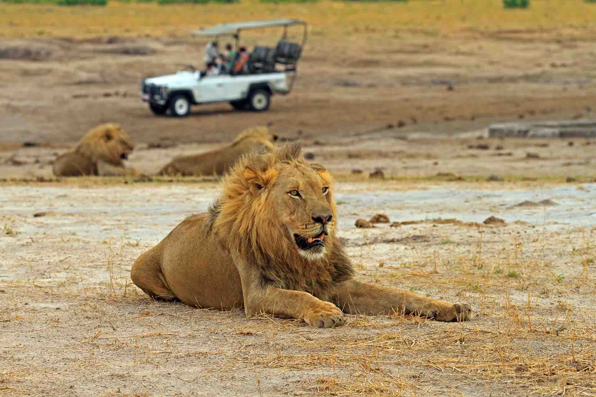 Male Lion resting on the African plains with a safari game vehicle and another lion in the distance