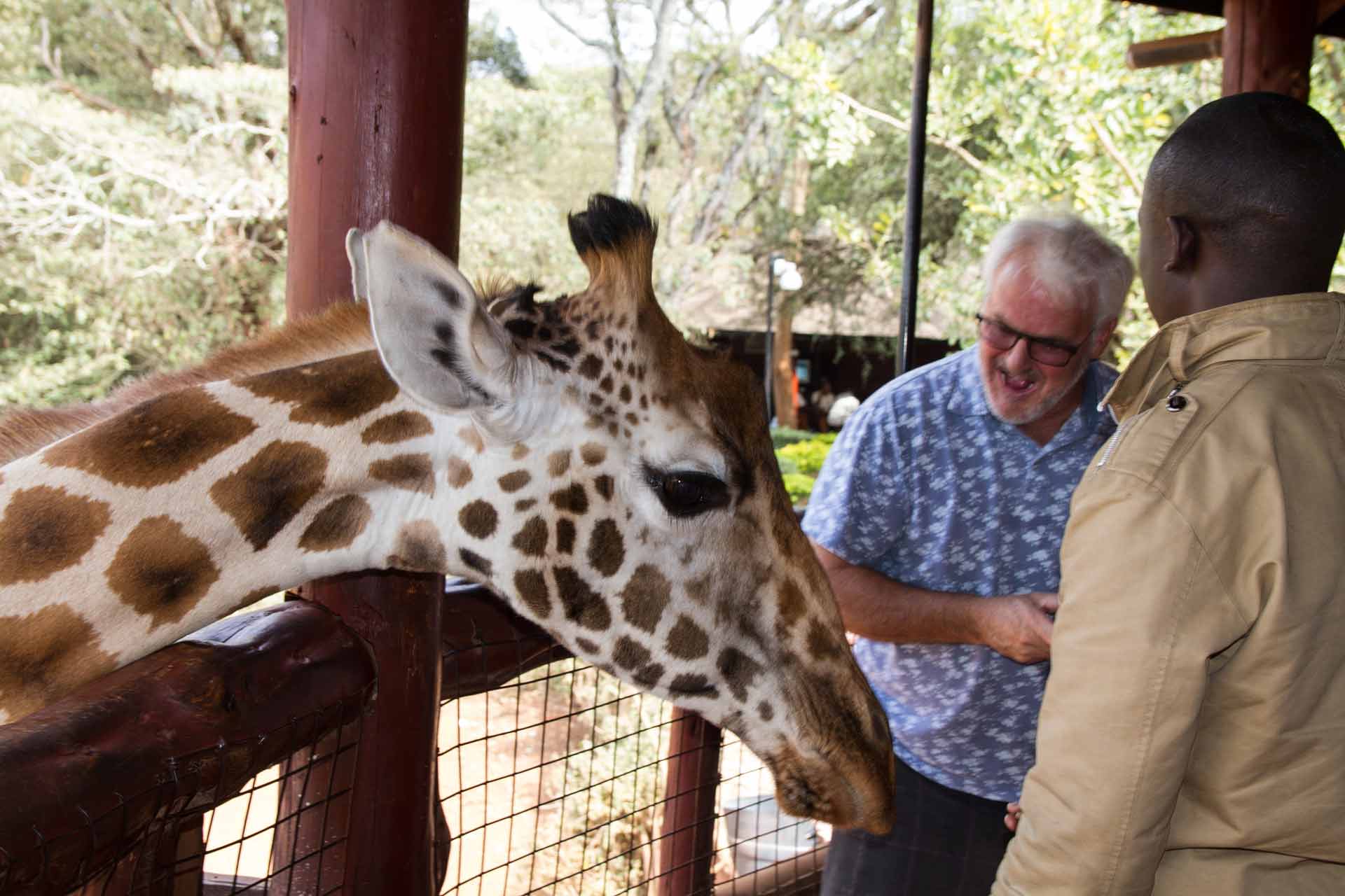 Tourist feeding a Rothschild's giraffe (Giraffa camelopardalis rothschildi) at the Giraffe Centre