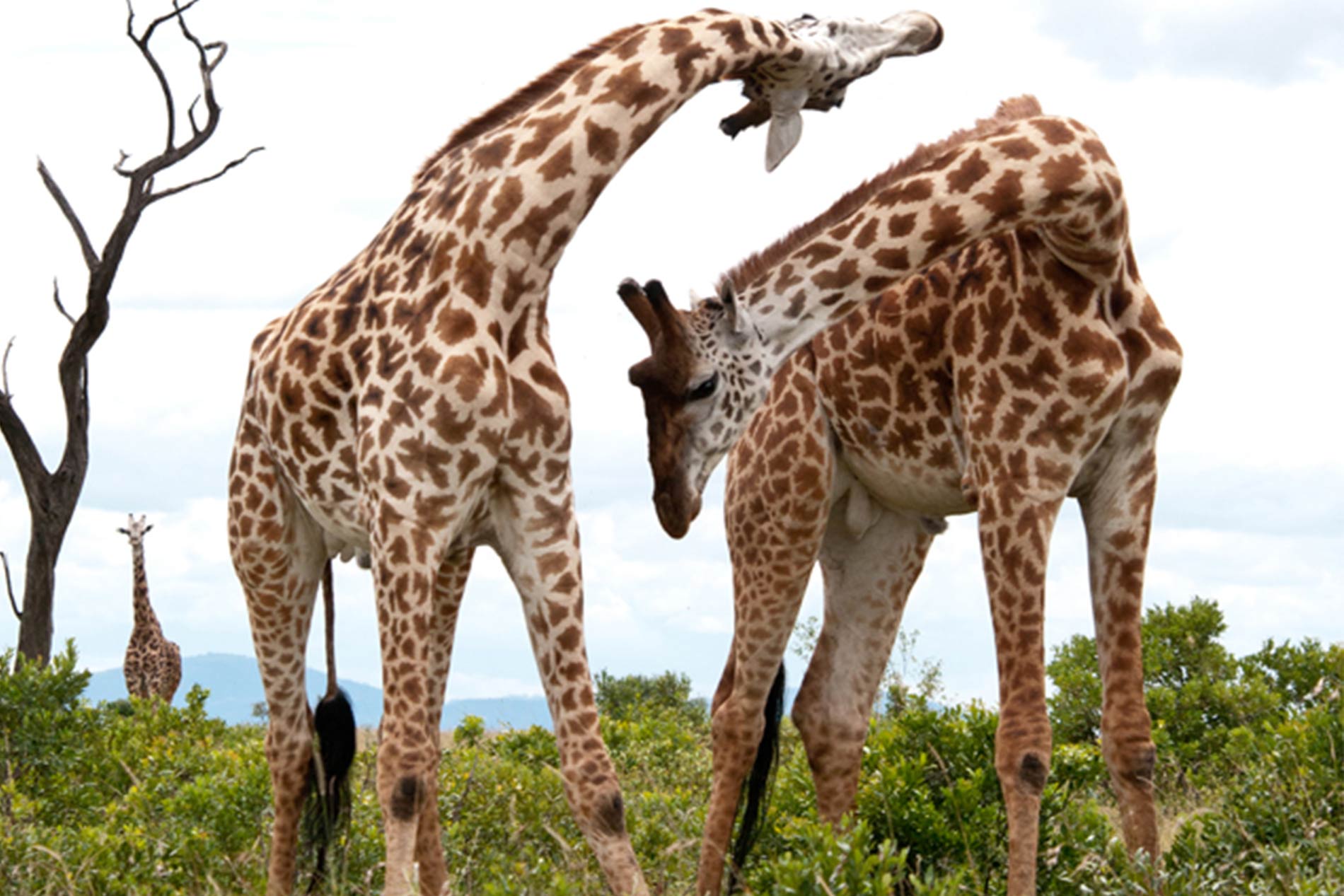 Two male Giraffes Necking