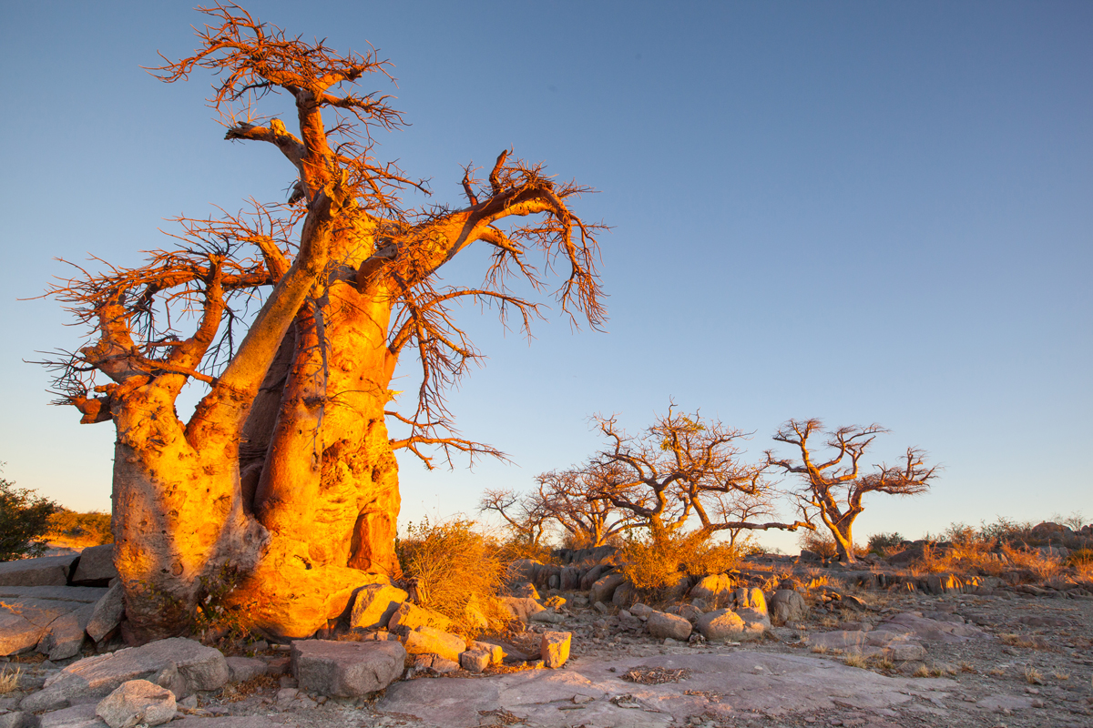 ancient baobab trees glowing at sunset