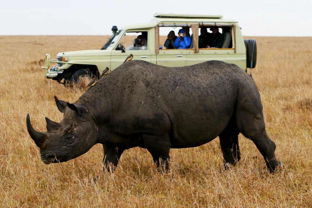 Rhino with vehicle of photo safari tourists watching